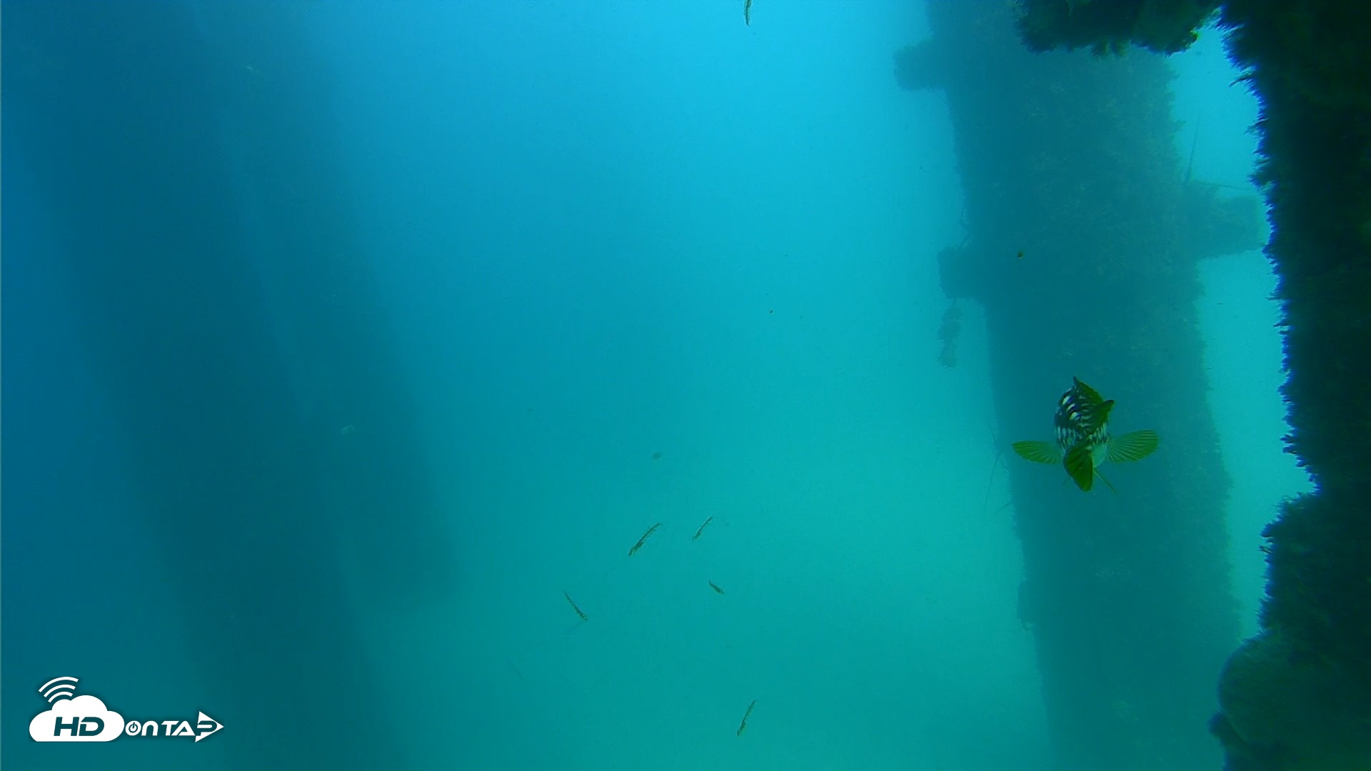 Snapshot of Scripps Pier Underwater Live Webcam taken Sep 17, 2026, 3:05pm PDT
