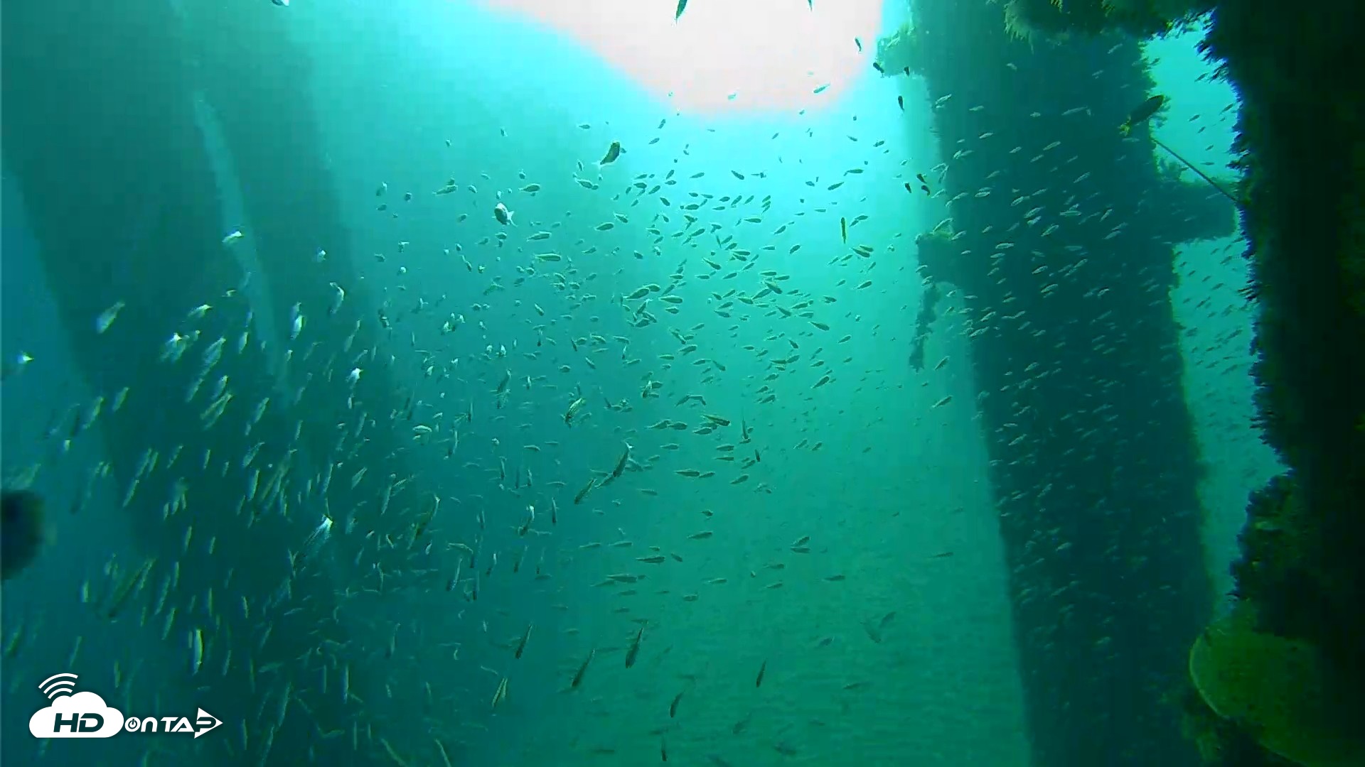 Snapshot of Scripps Pier Underwater Live Webcam taken Oct 7, 2026, 8:03am PDT