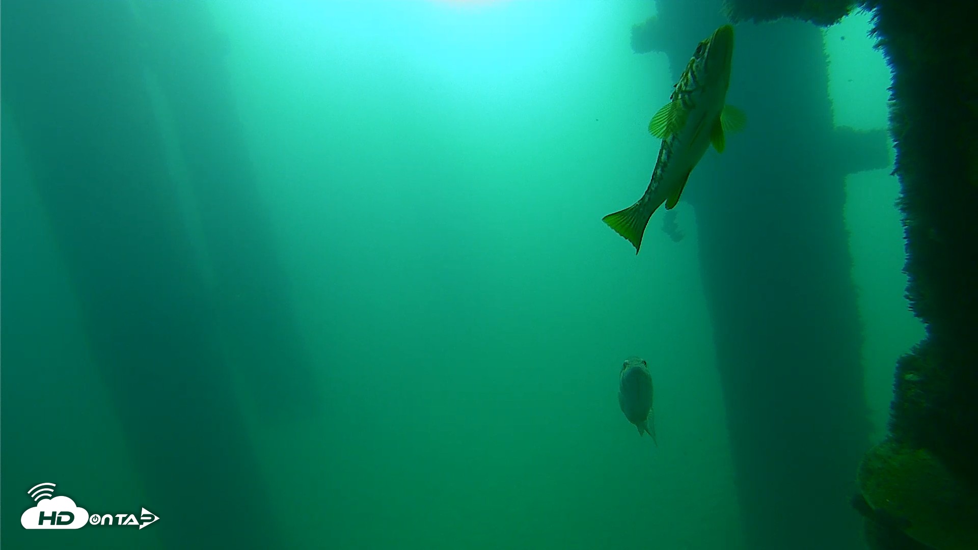 Snapshot of Scripps Pier Underwater Live Webcam taken Sep 23, 2026, 9:34am PDT