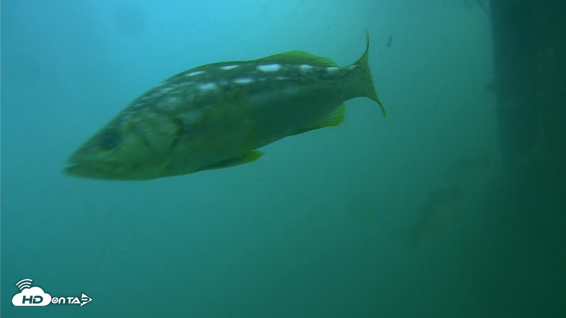 Snapshot of Scripps Pier Underwater Live Webcam taken Jul 27, 2026, 8:21am PDT