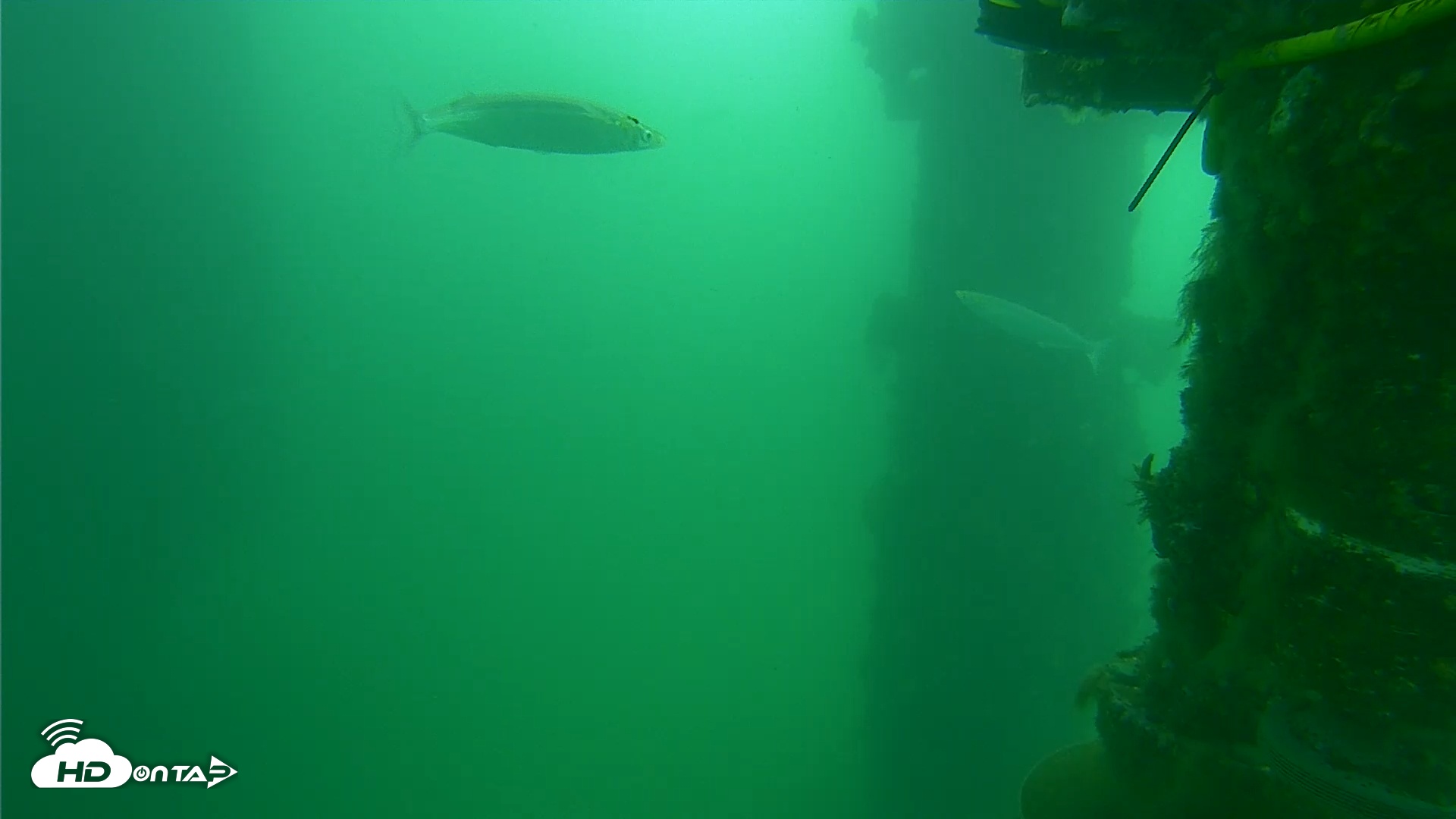 Snapshot of Scripps Pier Underwater Live Webcam taken Feb 11, 2025, 11:09am PST