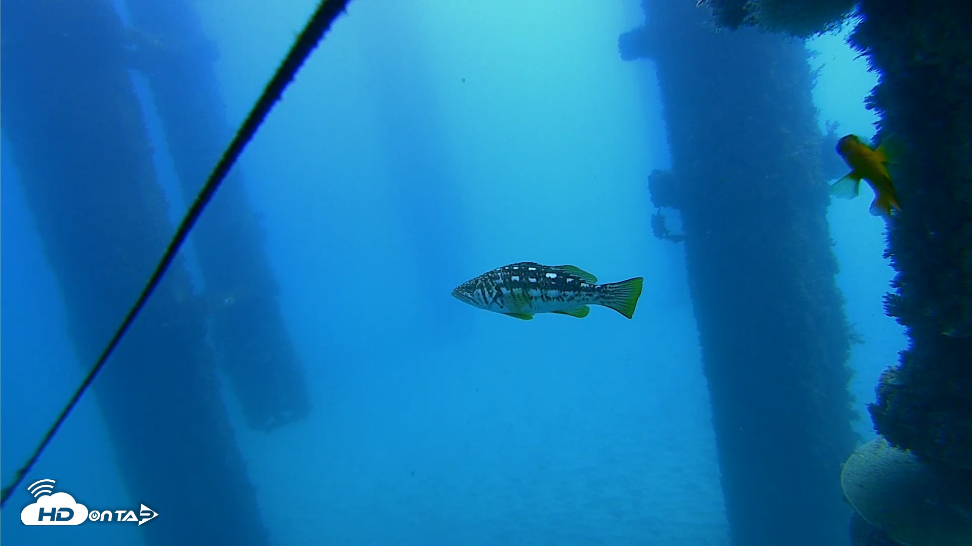 Snapshot of Scripps Pier Underwater Live Webcam taken Oct 22, 2026, 12:13pm PDT