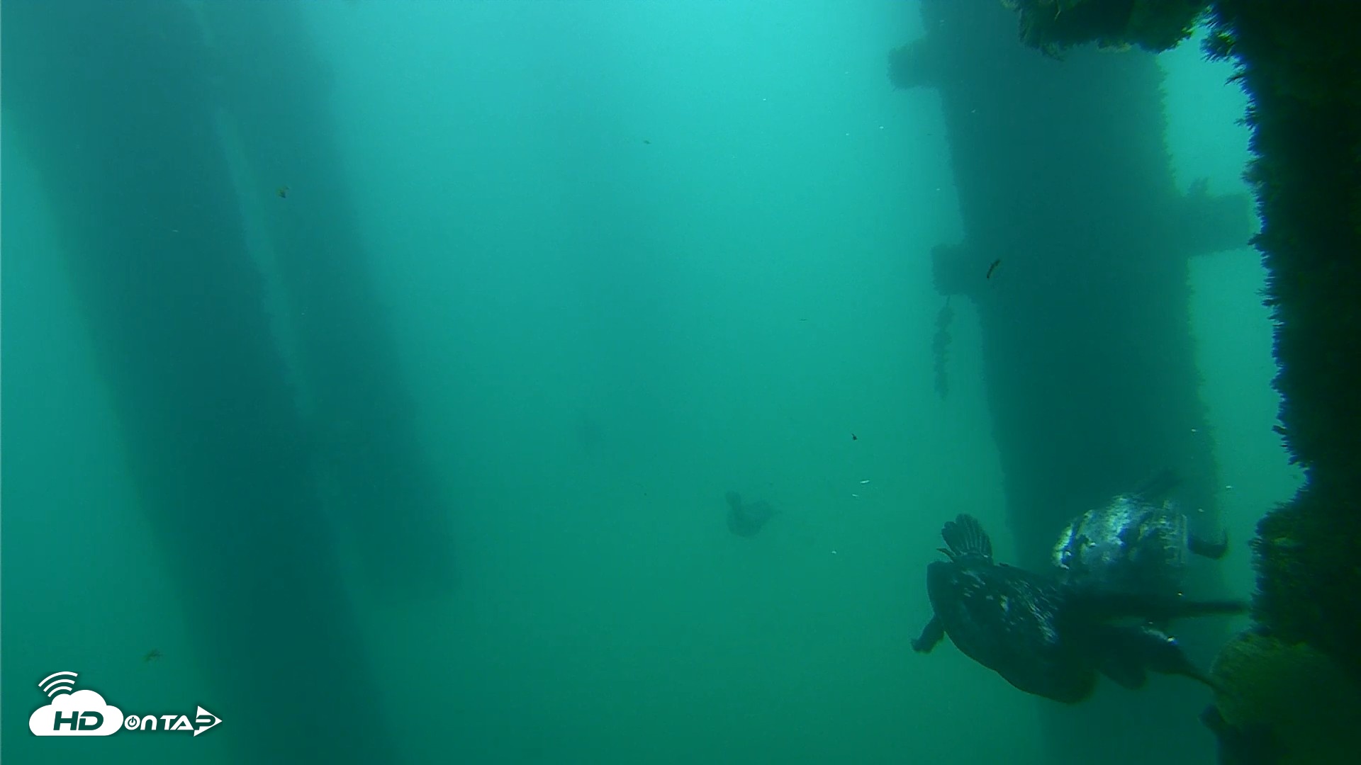 Snapshot of Scripps Pier Underwater Live Webcam taken Sep 18, 2026, 7:56am PDT