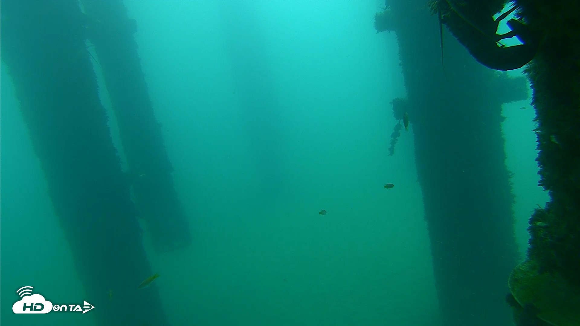 Snapshot of Scripps Pier Underwater Live Webcam taken Sep 22, 2026, 7:48am PDT