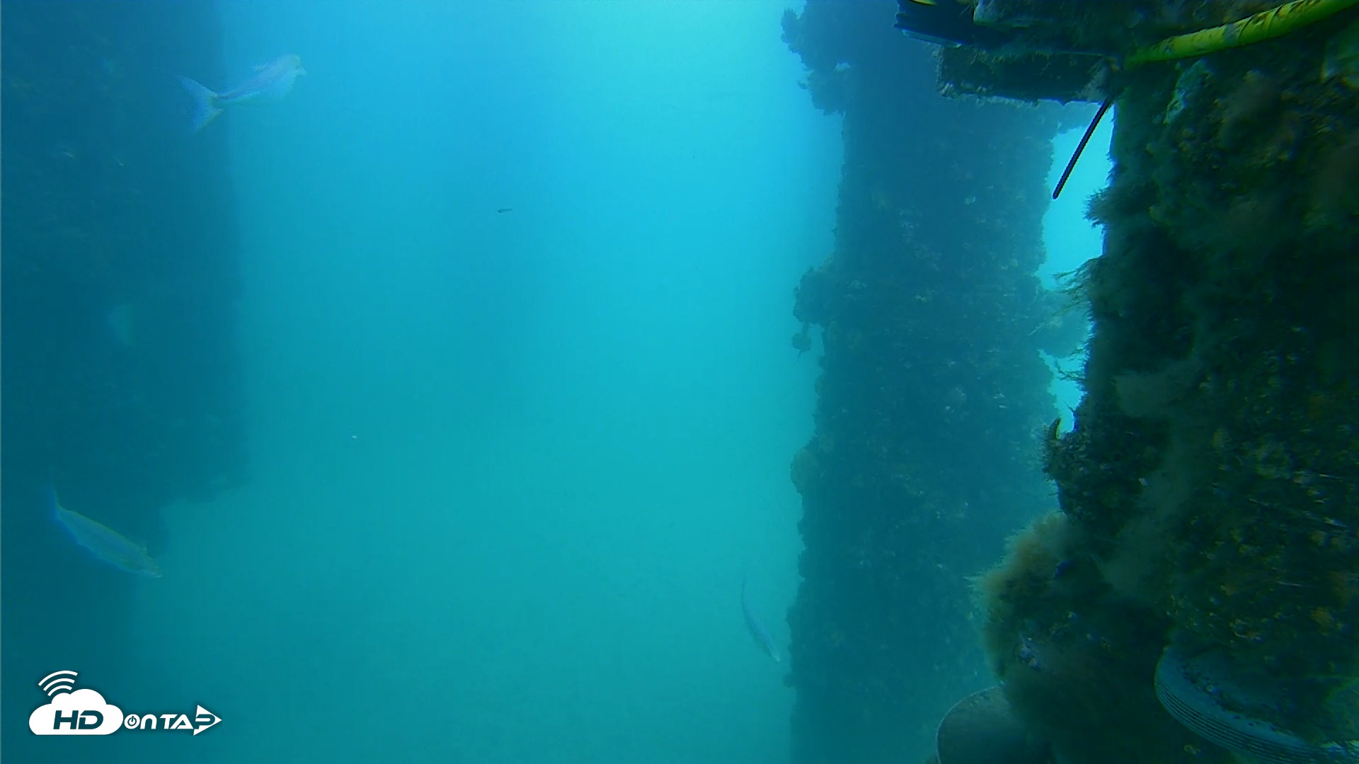 Snapshot of Scripps Pier Underwater Live Webcam taken Feb 7, 2025, 1:14pm PST