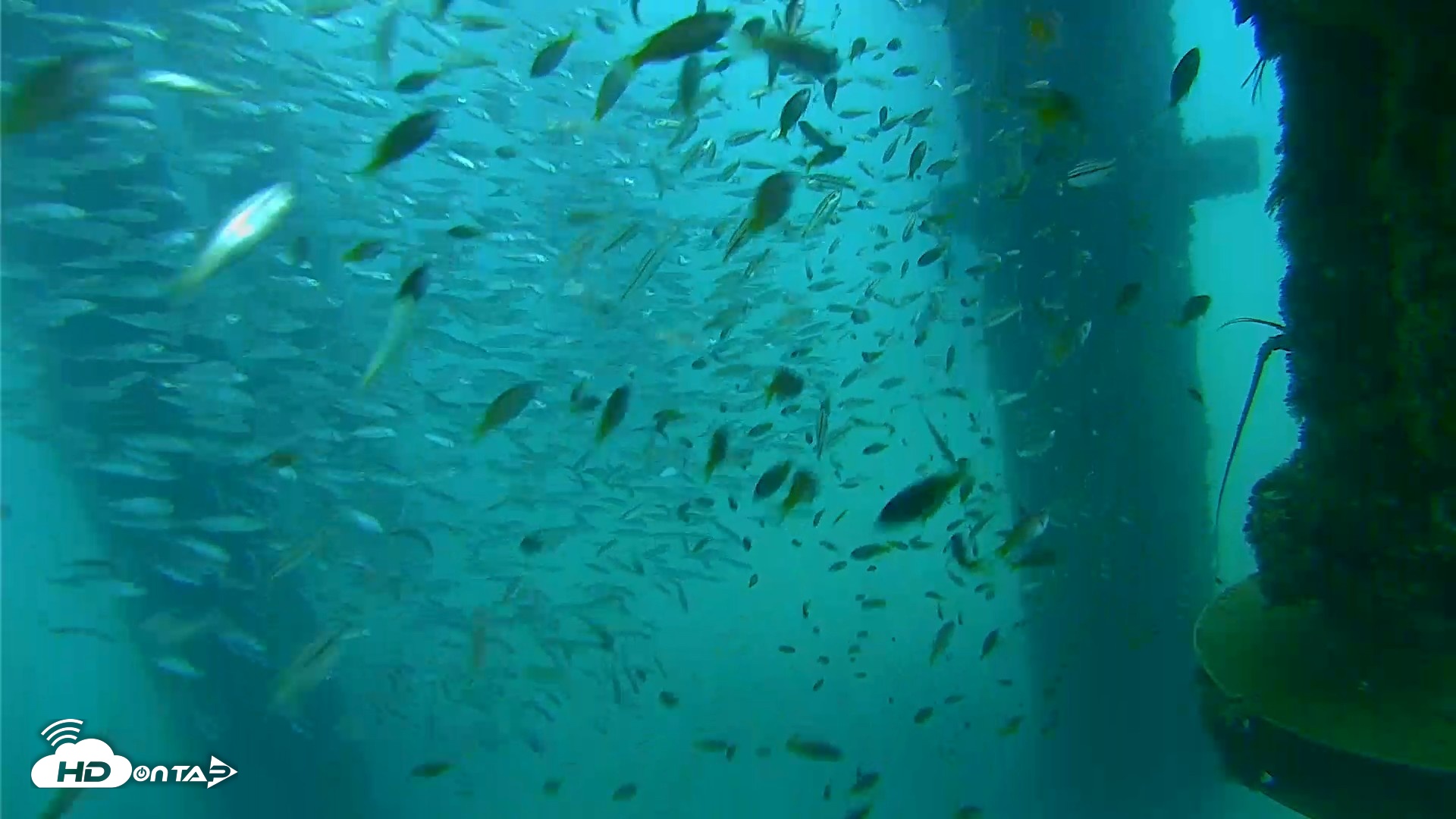 Snapshot of Scripps Pier Underwater Live Webcam taken Aug 27, 2026, 7:37am PDT