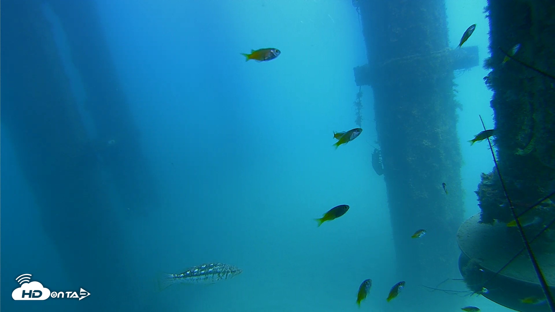 Snapshot of Scripps Pier Underwater Live Webcam taken Aug 6, 2026, 1:51pm PDT