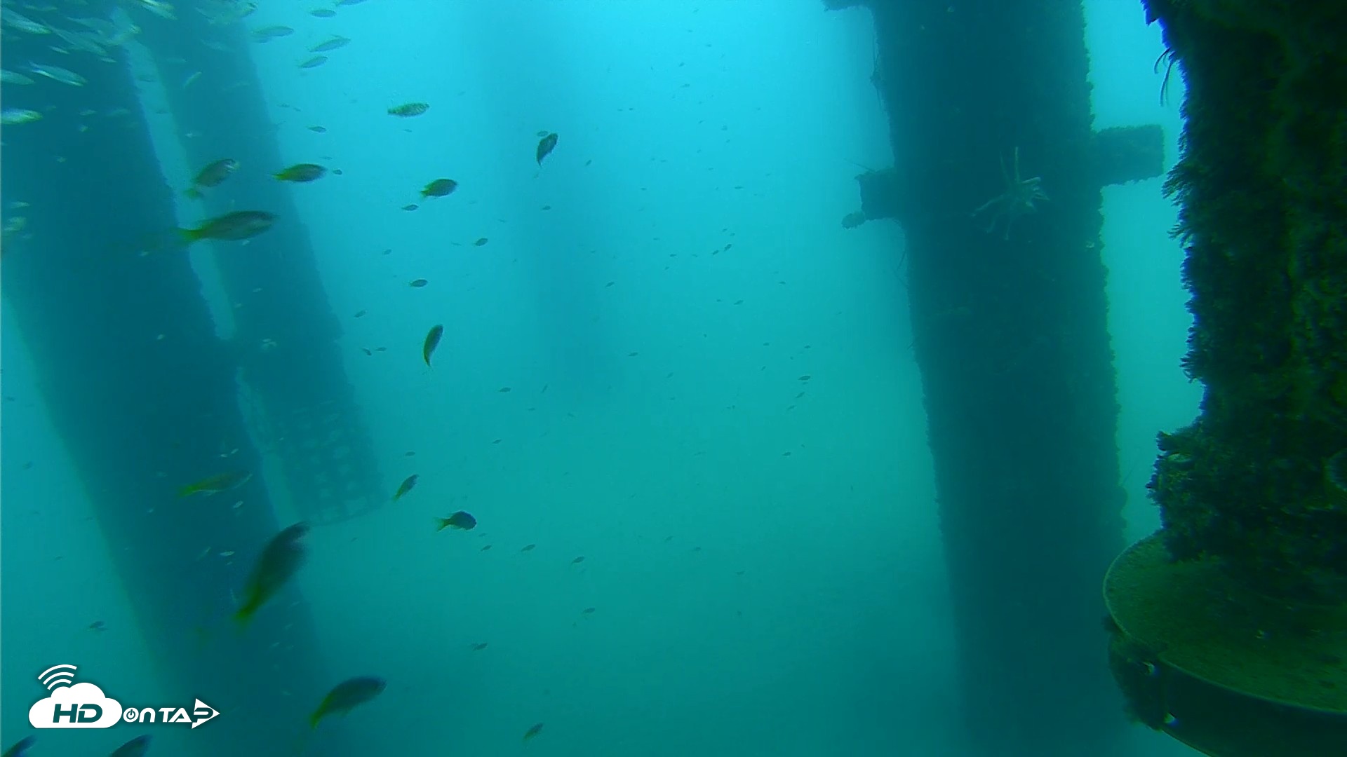 Snapshot of Scripps Pier Underwater Live Webcam taken Aug 27, 2026, 7:39am PDT