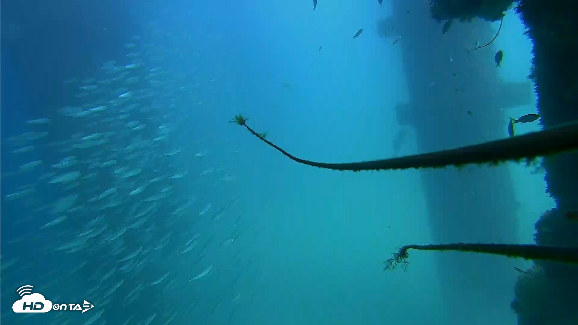 Snapshot of Scripps Pier Underwater Live Webcam taken Sep 18, 2026, 2:10pm PDT
