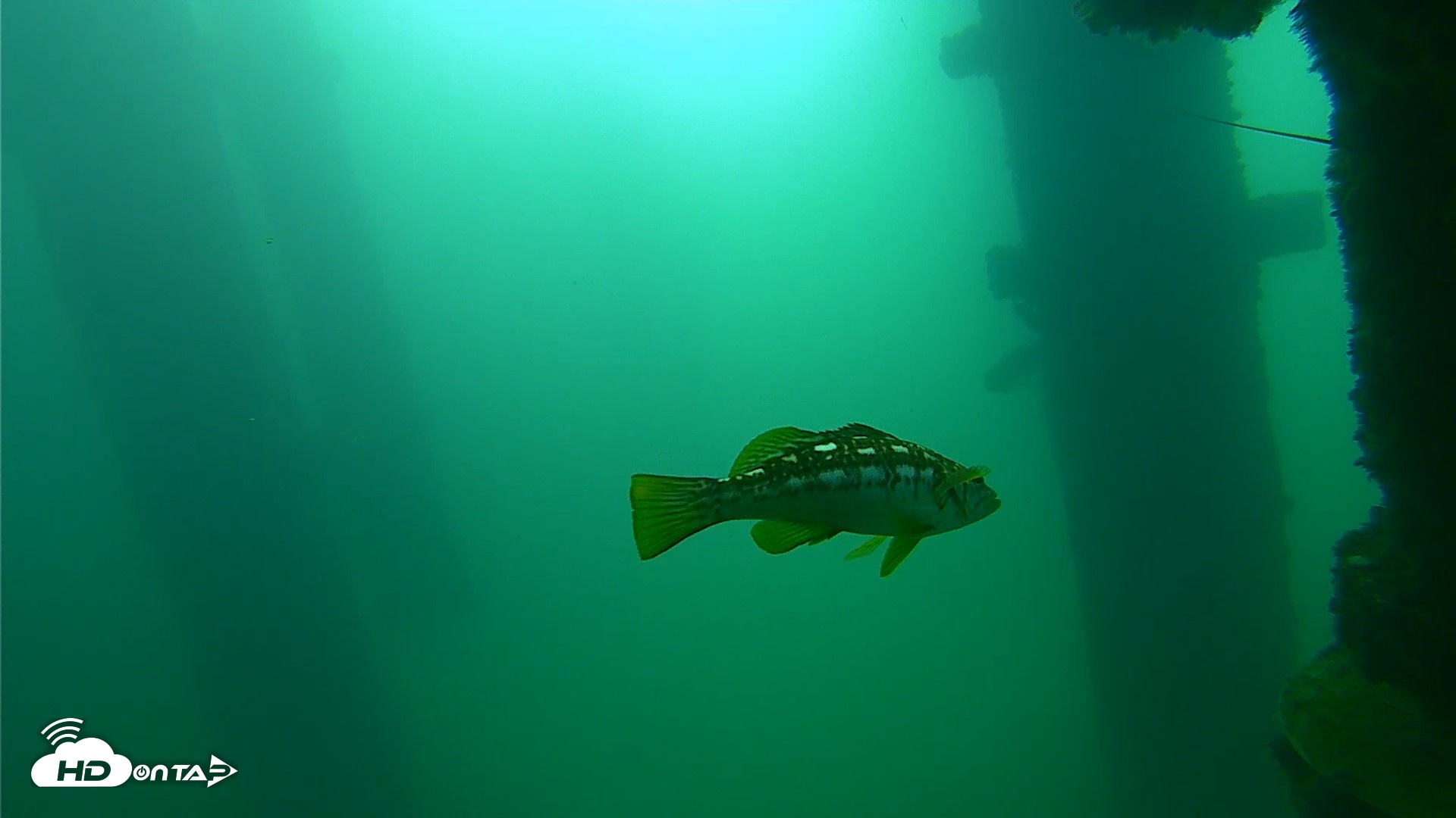 Snapshot of Scripps Pier Underwater Live Webcam taken Sep 23, 2026, 9:16am PDT