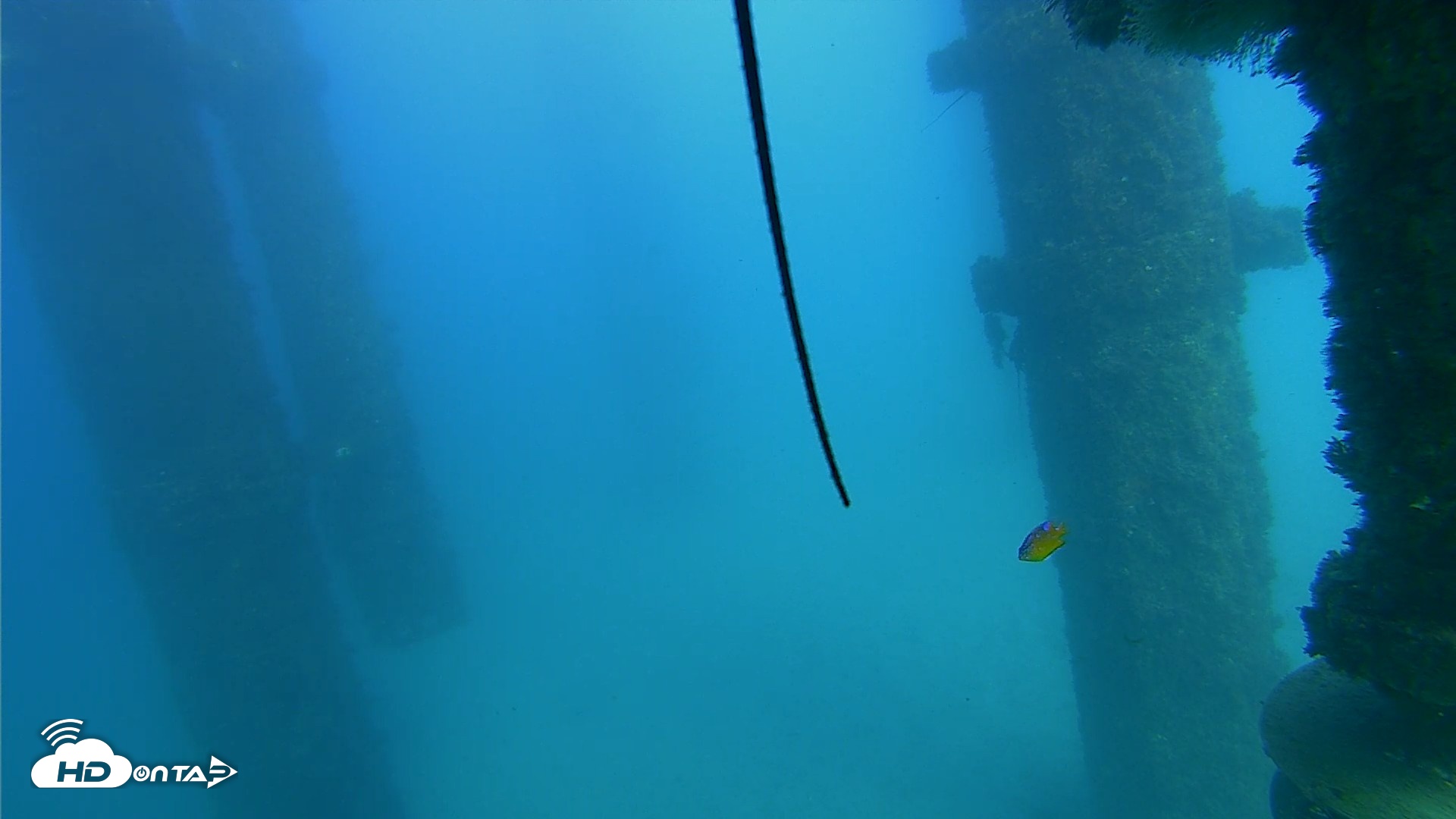 Snapshot of Scripps Pier Underwater Live Webcam taken Oct 21, 2026, 3:52pm PDT