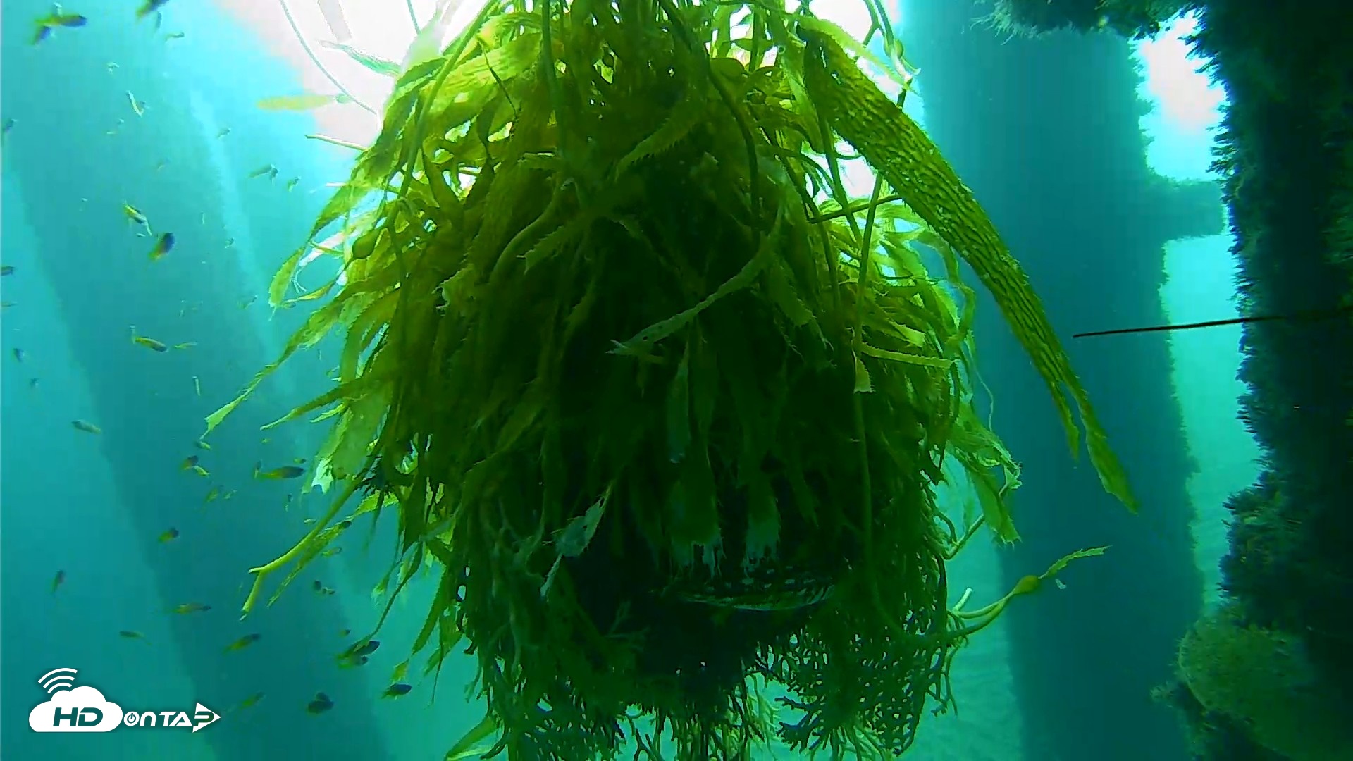 Snapshot of Scripps Pier Underwater Live Webcam taken Oct 5, 2026, 8:28am PDT