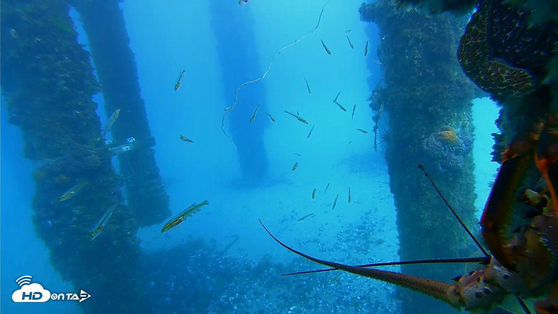 Snapshot of Scripps Pier Underwater Live Webcam taken Jan 28, 2026, 3:04pm PST