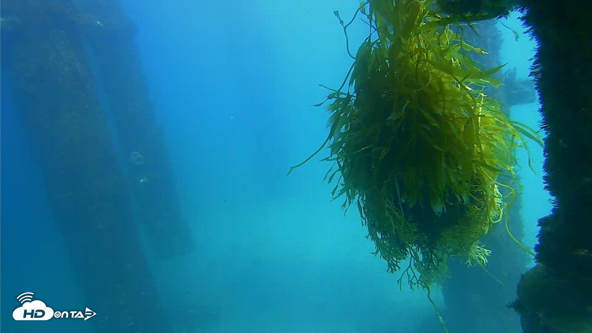Snapshot of Scripps Pier Underwater Live Webcam taken Oct 5, 2026, 2:35pm PDT