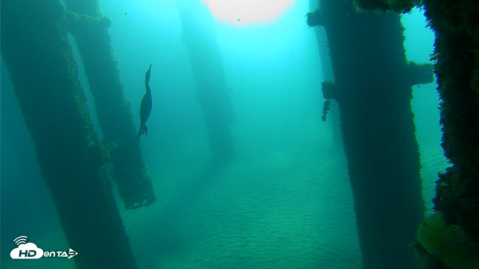 Snapshot of Scripps Pier Underwater Live Webcam taken Oct 7, 2026, 8:37am PDT