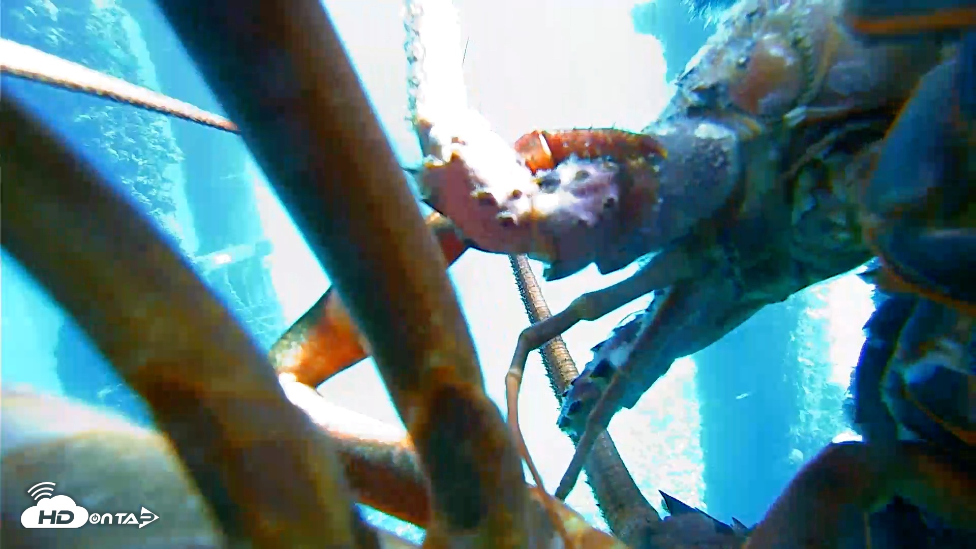 Snapshot of Scripps Pier Underwater Live Webcam taken Jan 19, 2026, 11:36am PST