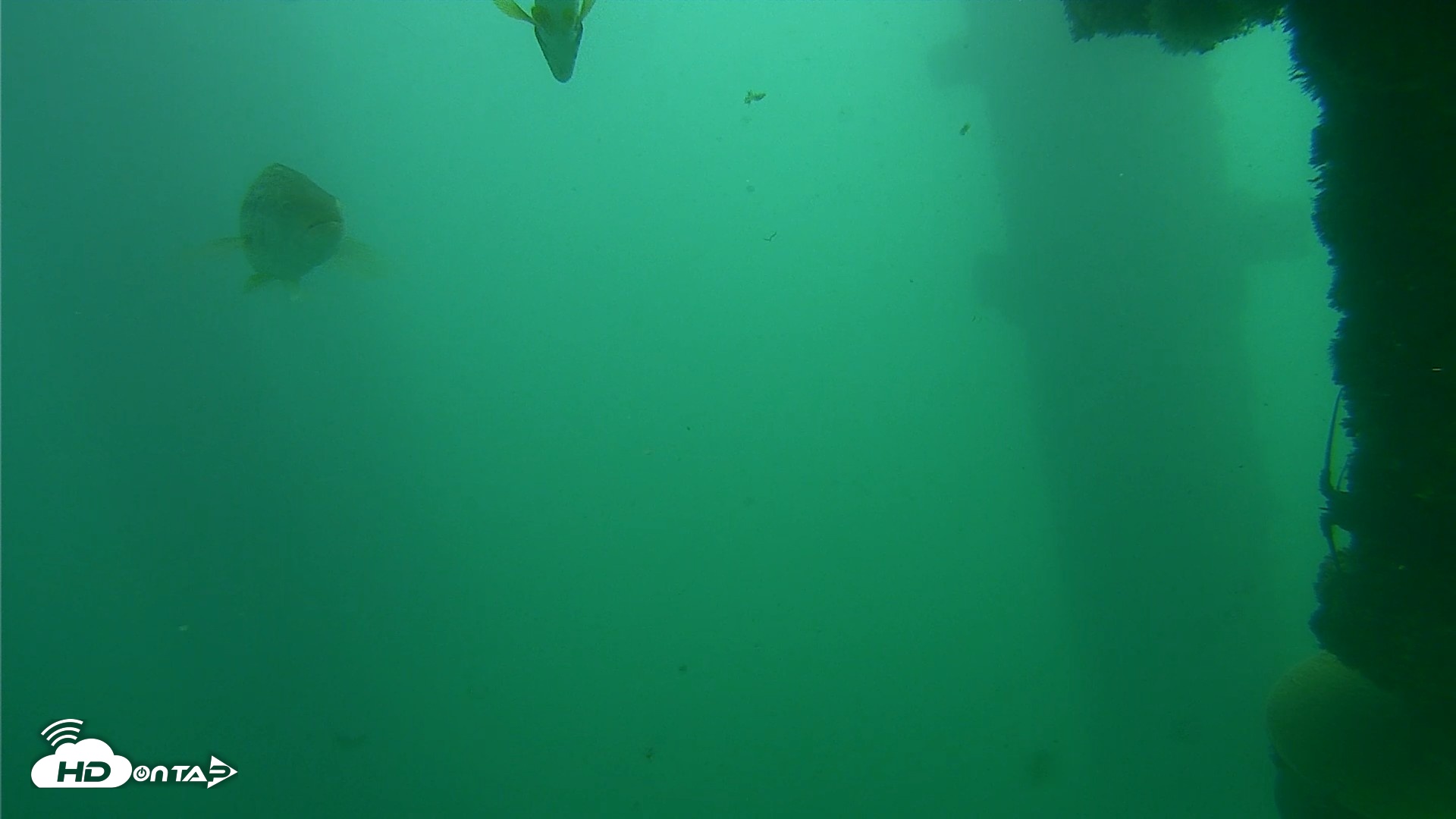 Snapshot of Scripps Pier Underwater Live Webcam taken Oct 23, 2026, 1:03pm PDT