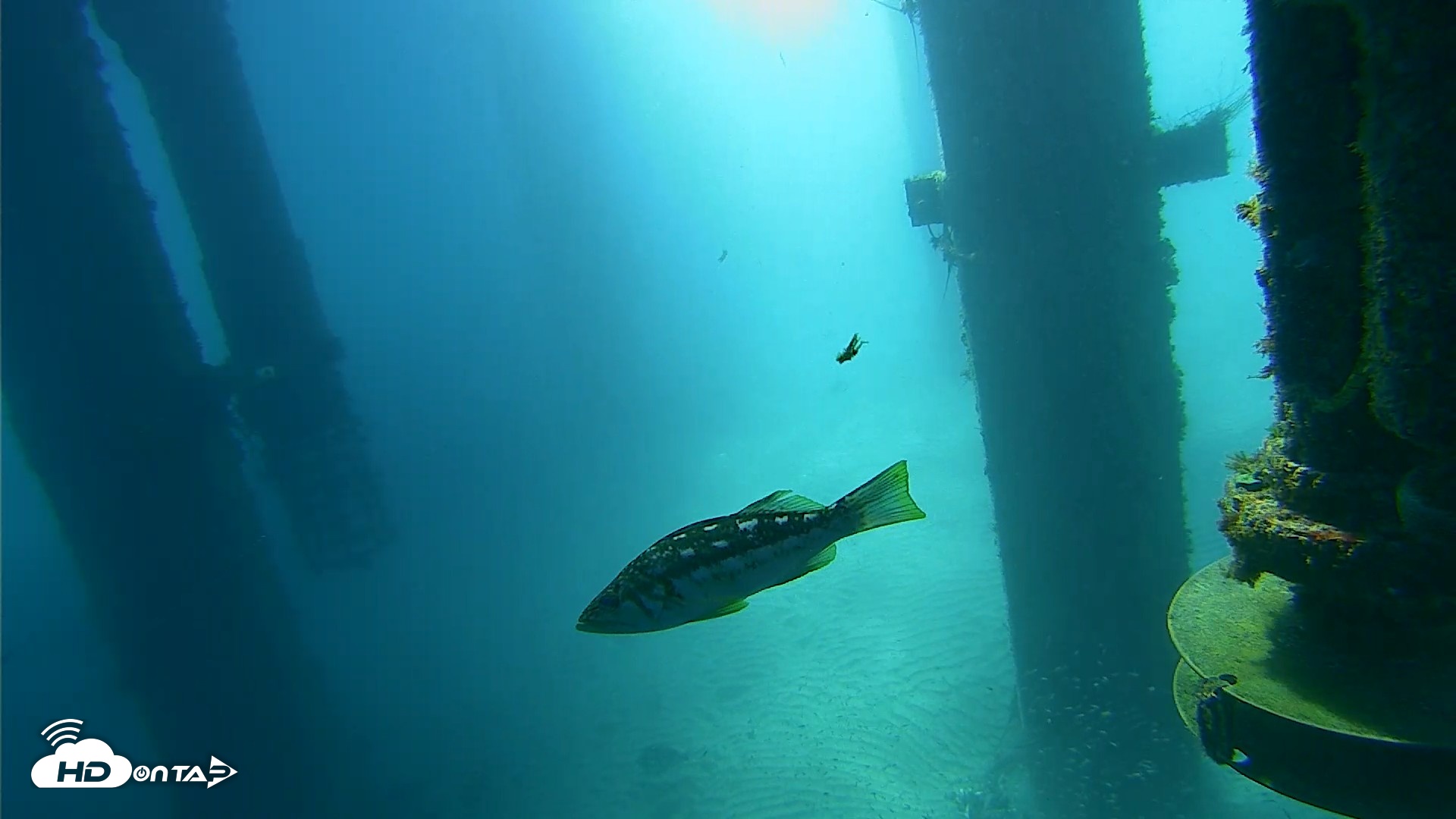 Snapshot of Scripps Pier Underwater Live Webcam taken Jul 30, 2026, 9:48am PDT