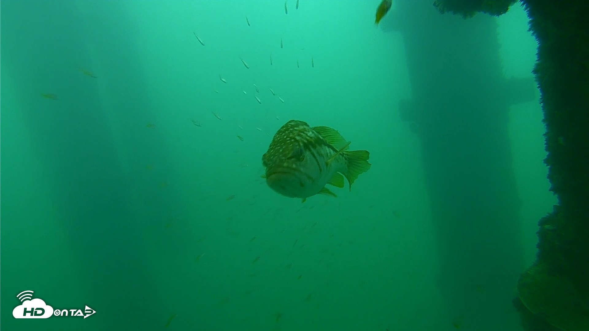Snapshot of Scripps Pier Underwater Live Webcam taken Sep 24, 2026, 8:53am PDT