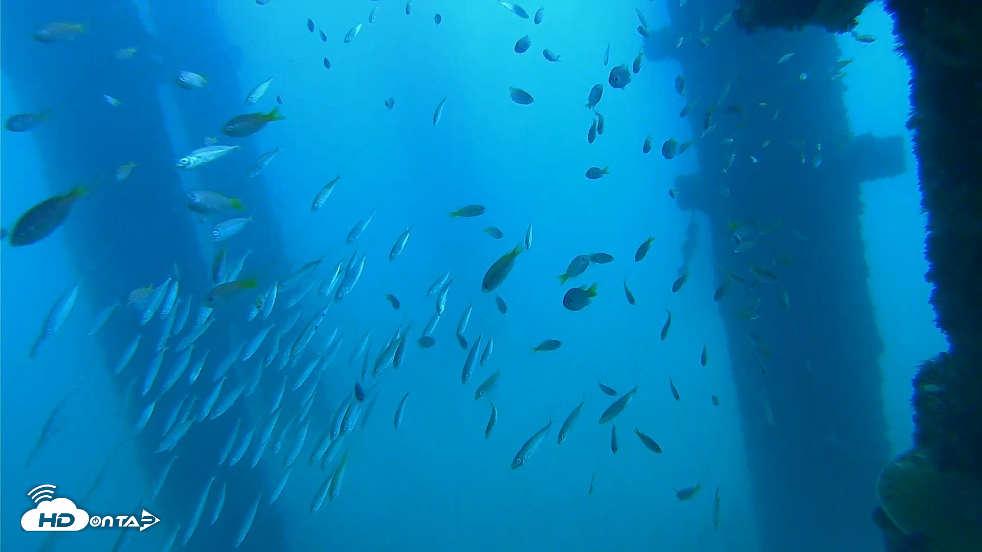 Snapshot of Scripps Pier Underwater Live Webcam taken Sep 16, 2026, 10:28am PDT