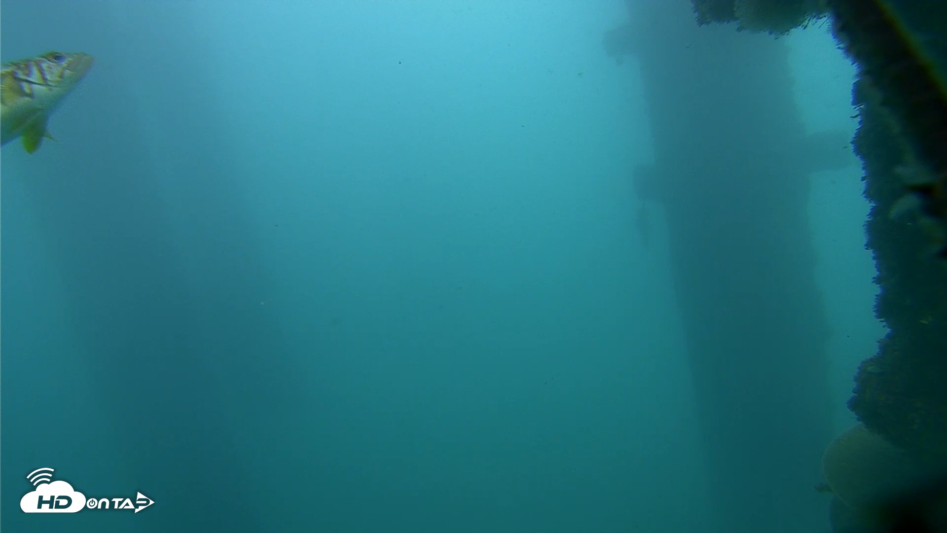Snapshot of Scripps Pier Underwater Live Webcam taken Oct 23, 2026, 3:13pm PDT