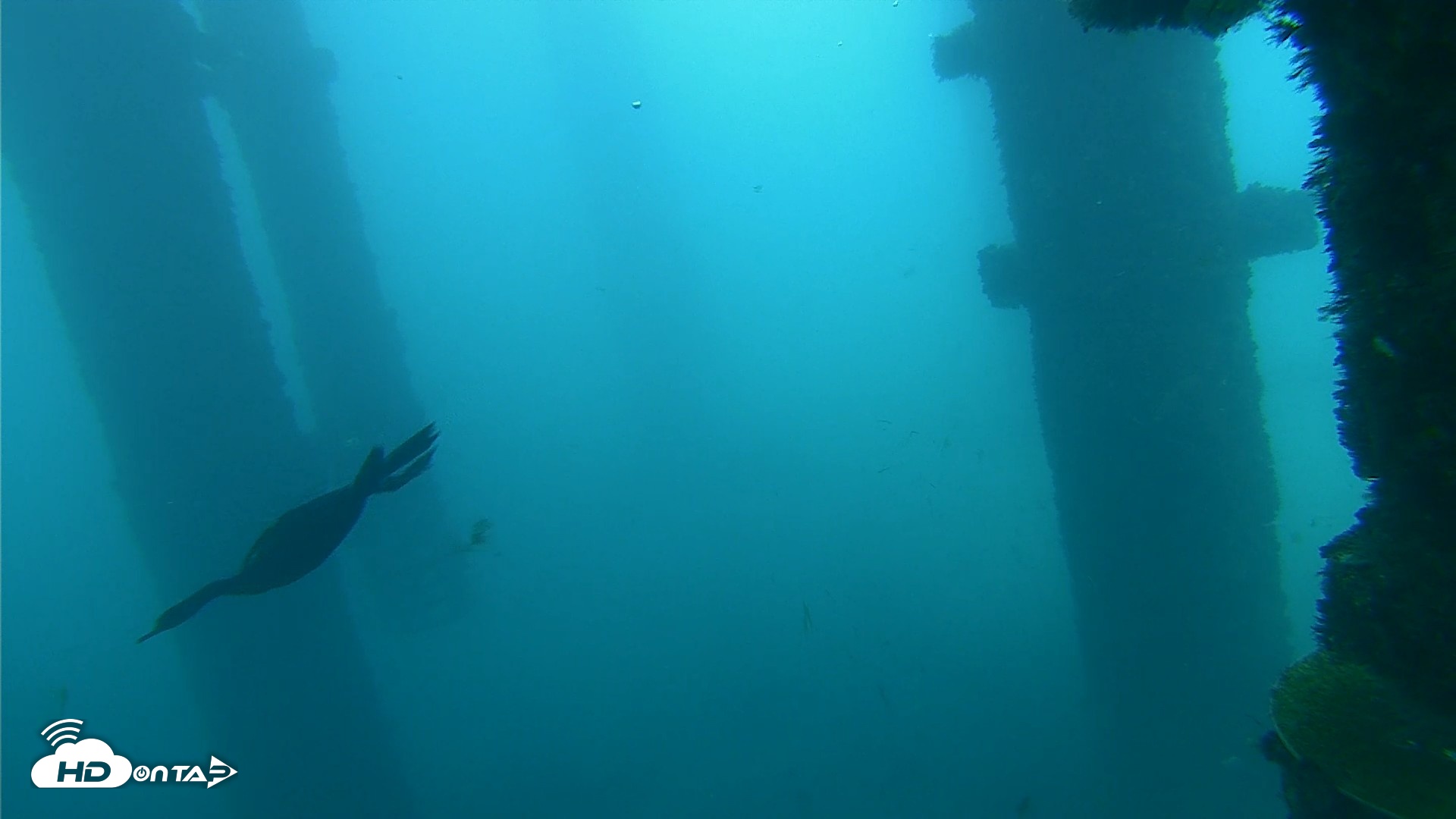 Snapshot of Scripps Pier Underwater Live Webcam taken Oct 1, 2026, 8:27am PDT