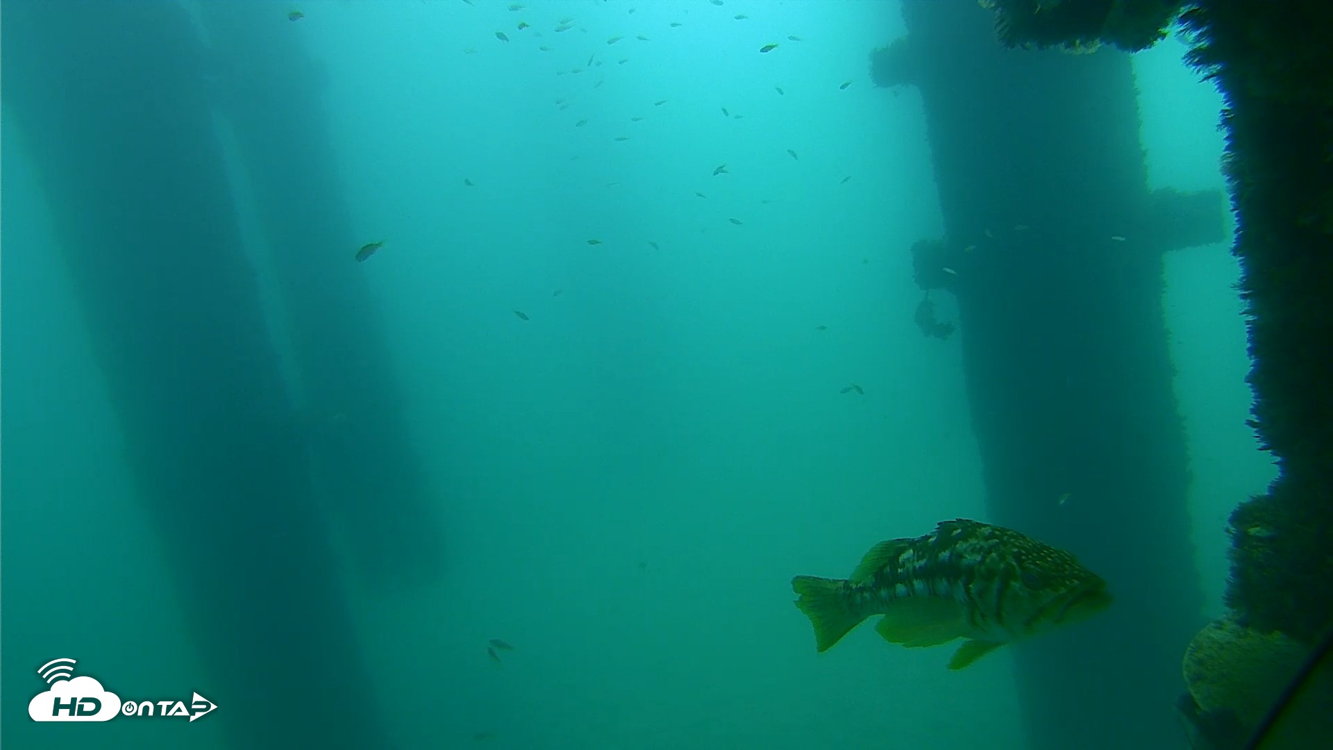 Snapshot of Scripps Pier Underwater Live Webcam taken Sep 18, 2026, 10:15am PDT
