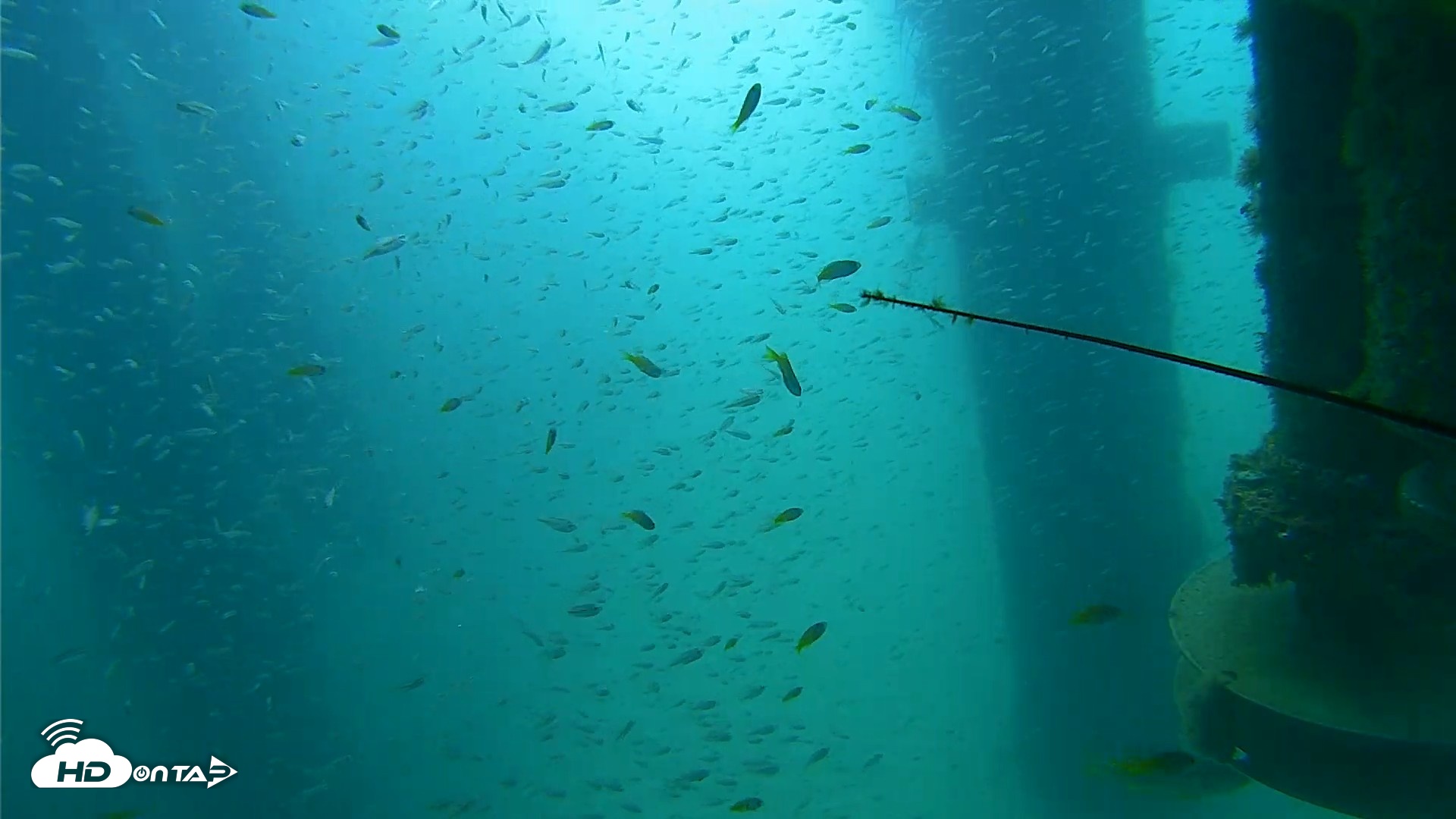 Snapshot of Scripps Pier Underwater Live Webcam taken Aug 10, 2026, 10:10am PDT