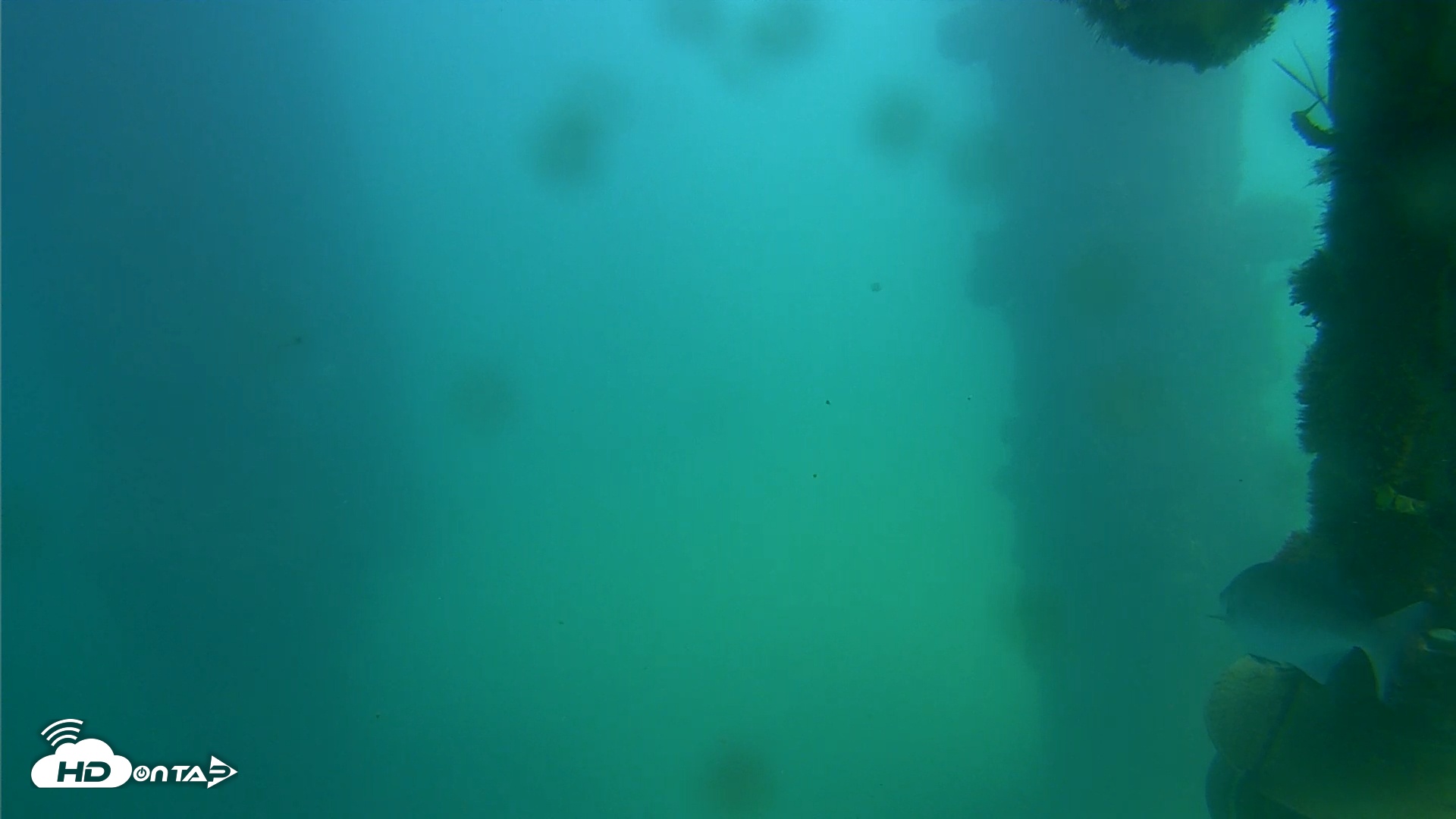 Snapshot of Scripps Pier Underwater Live Webcam taken Oct 7, 2025, 1:42pm PDT