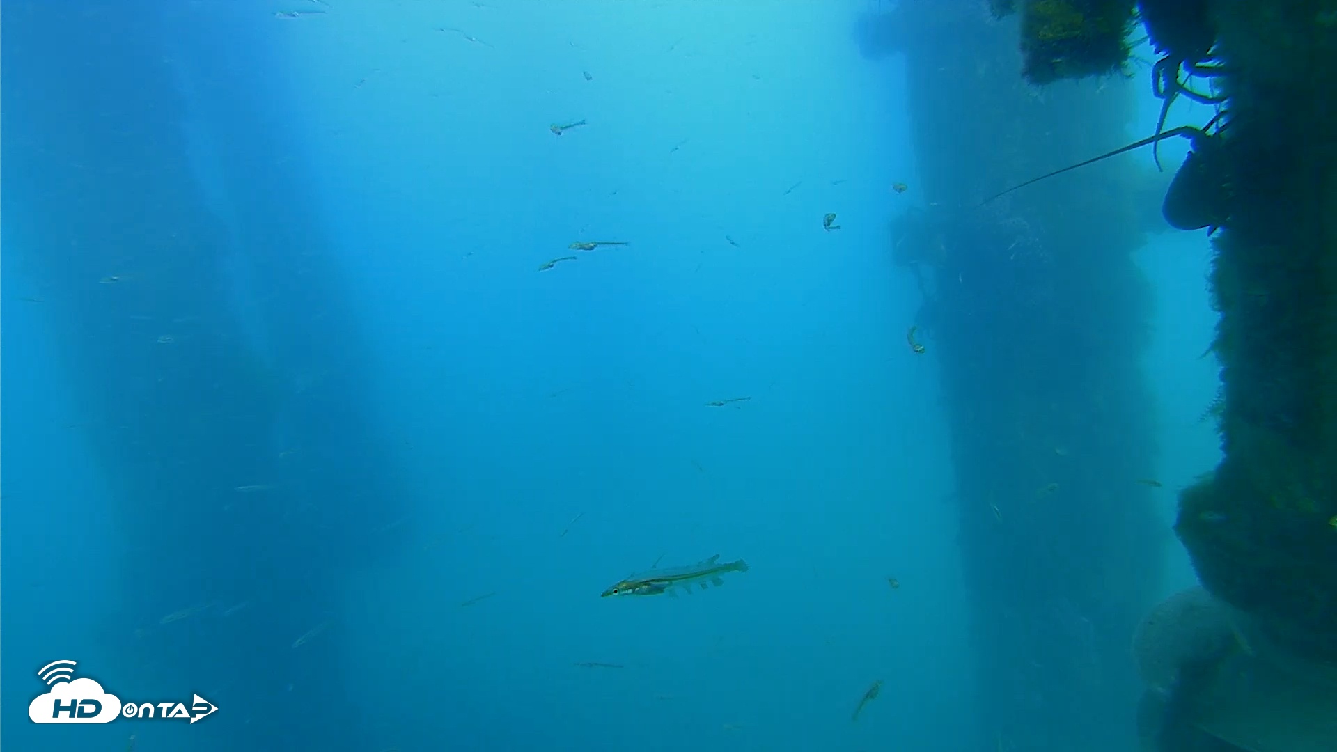 Snapshot of Scripps Pier Underwater Live Webcam taken Mar 25, 2026, 4:43pm PDT