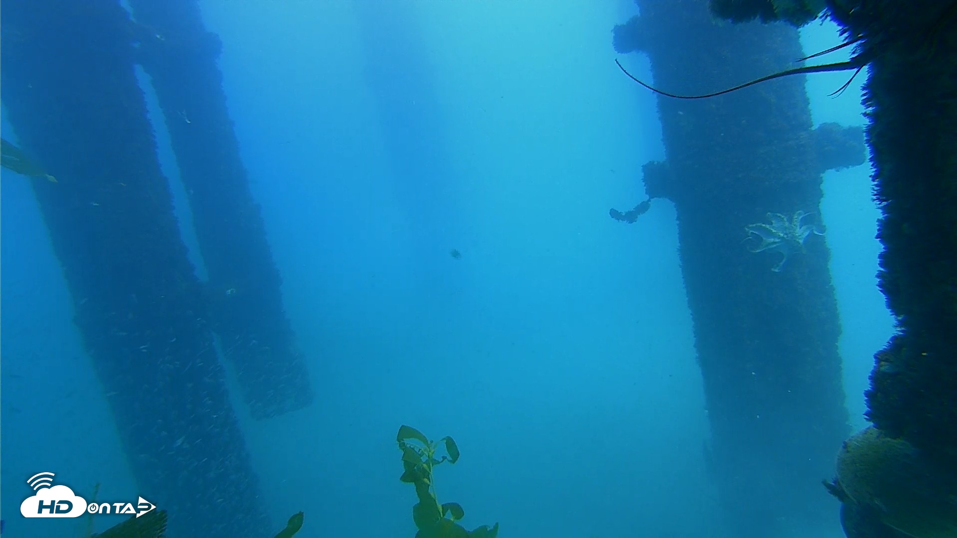 Snapshot of Scripps Pier Underwater Live Webcam taken Oct 7, 2026, 2:05pm PDT