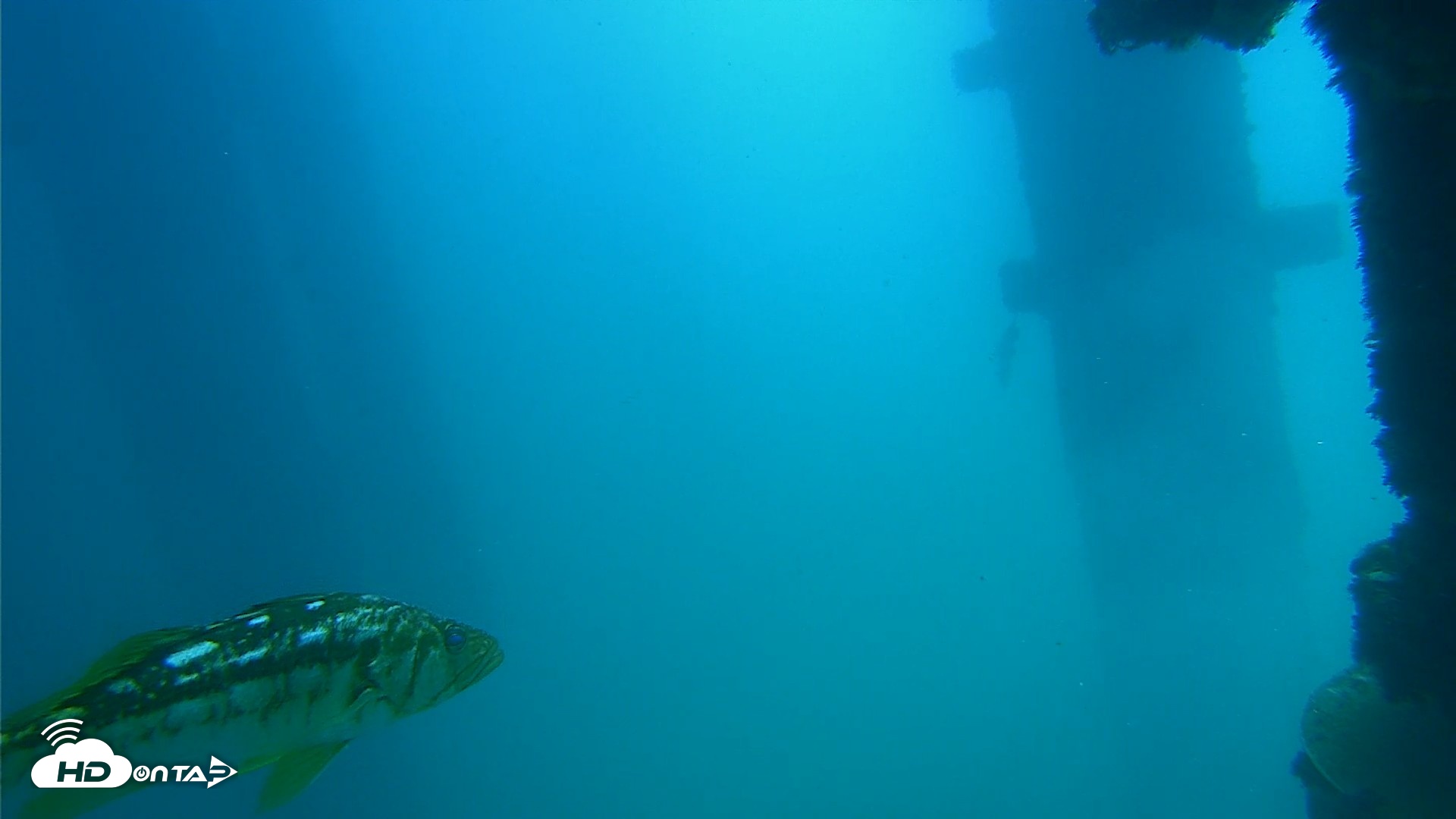 Snapshot of Scripps Pier Underwater Live Webcam taken Sep 15, 2026, 11:54am PDT