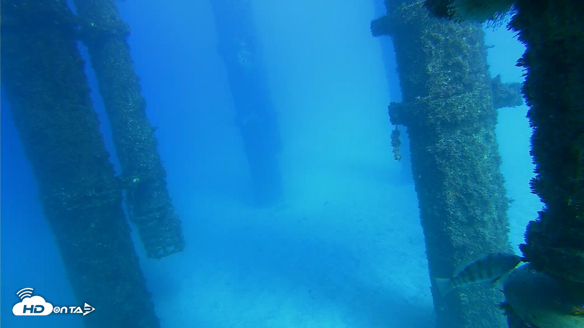 Snapshot of Scripps Pier Underwater Live Webcam taken Oct 19, 2026, 3:54pm PDT