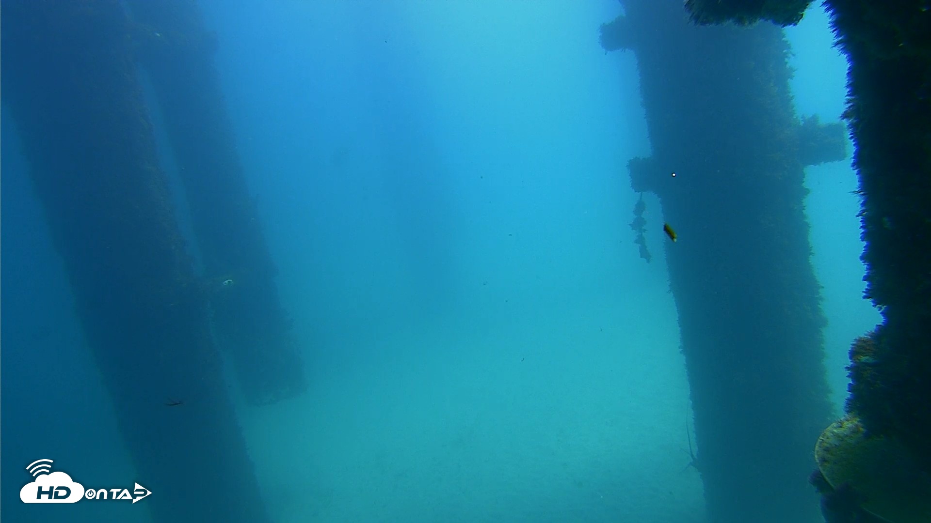 Snapshot of Scripps Pier Underwater Live Webcam taken Sep 20, 2026, 12:34pm PDT