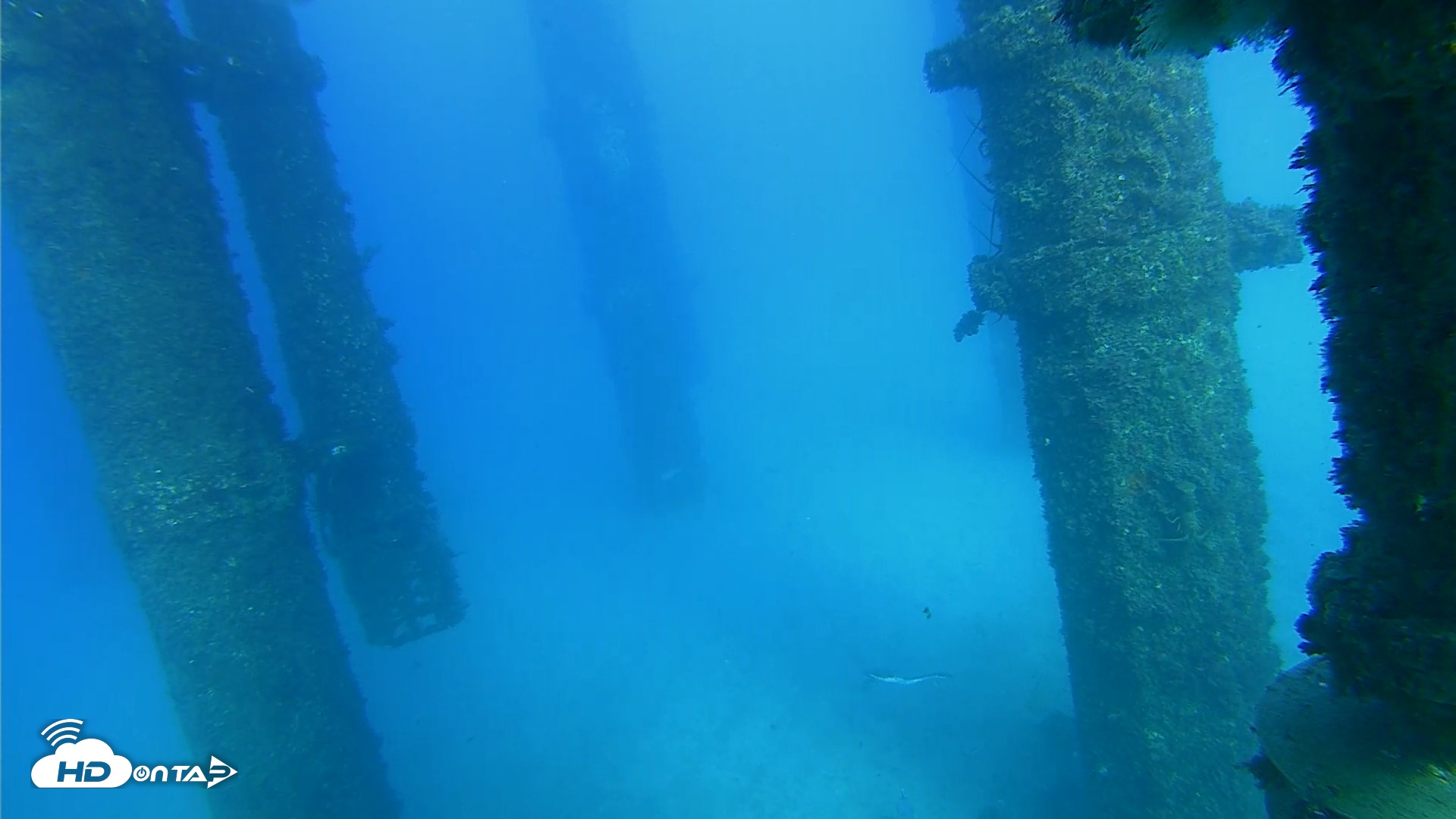 Snapshot of Scripps Pier Underwater Live Webcam taken Oct 19, 2026, 4:43pm PDT