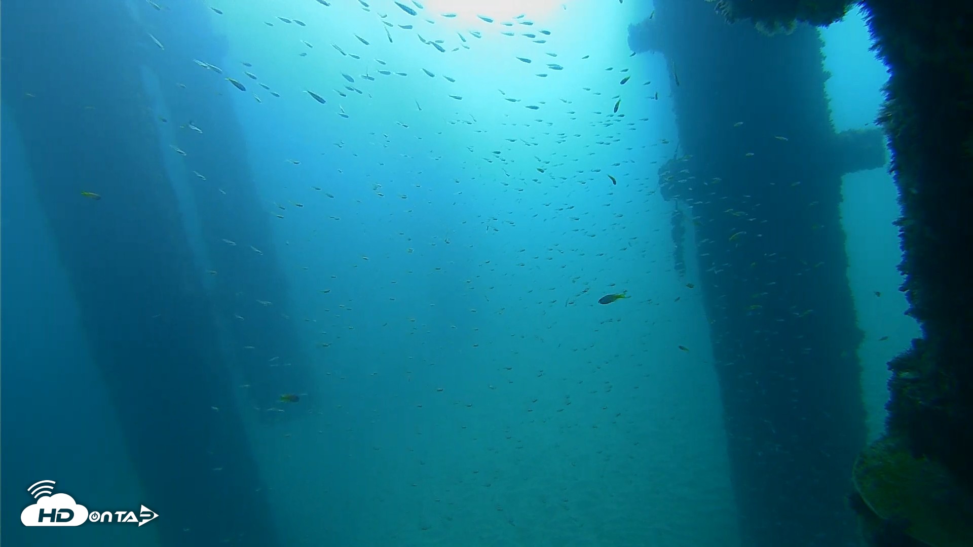Snapshot of Scripps Pier Underwater Live Webcam taken Sep 25, 2026, 9:01am PDT