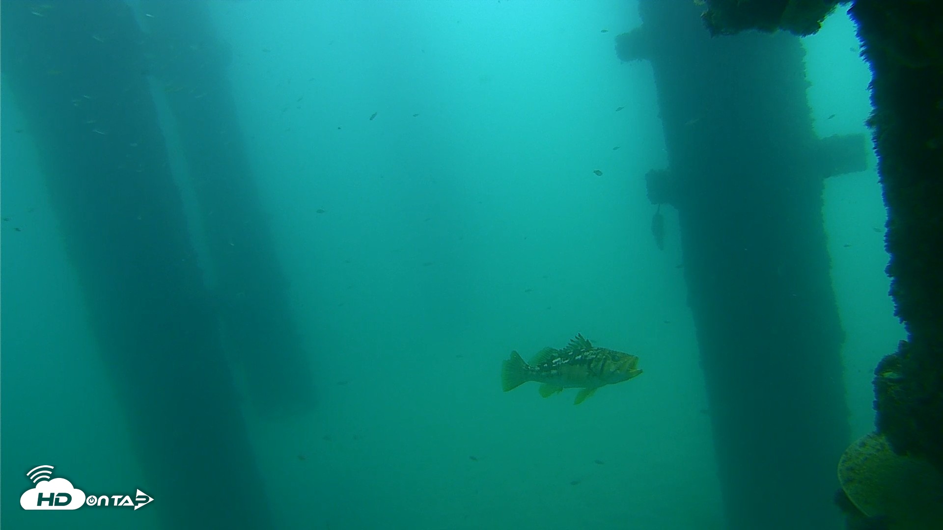 Snapshot of Scripps Pier Underwater Live Webcam taken Sep 18, 2026, 10:16am PDT