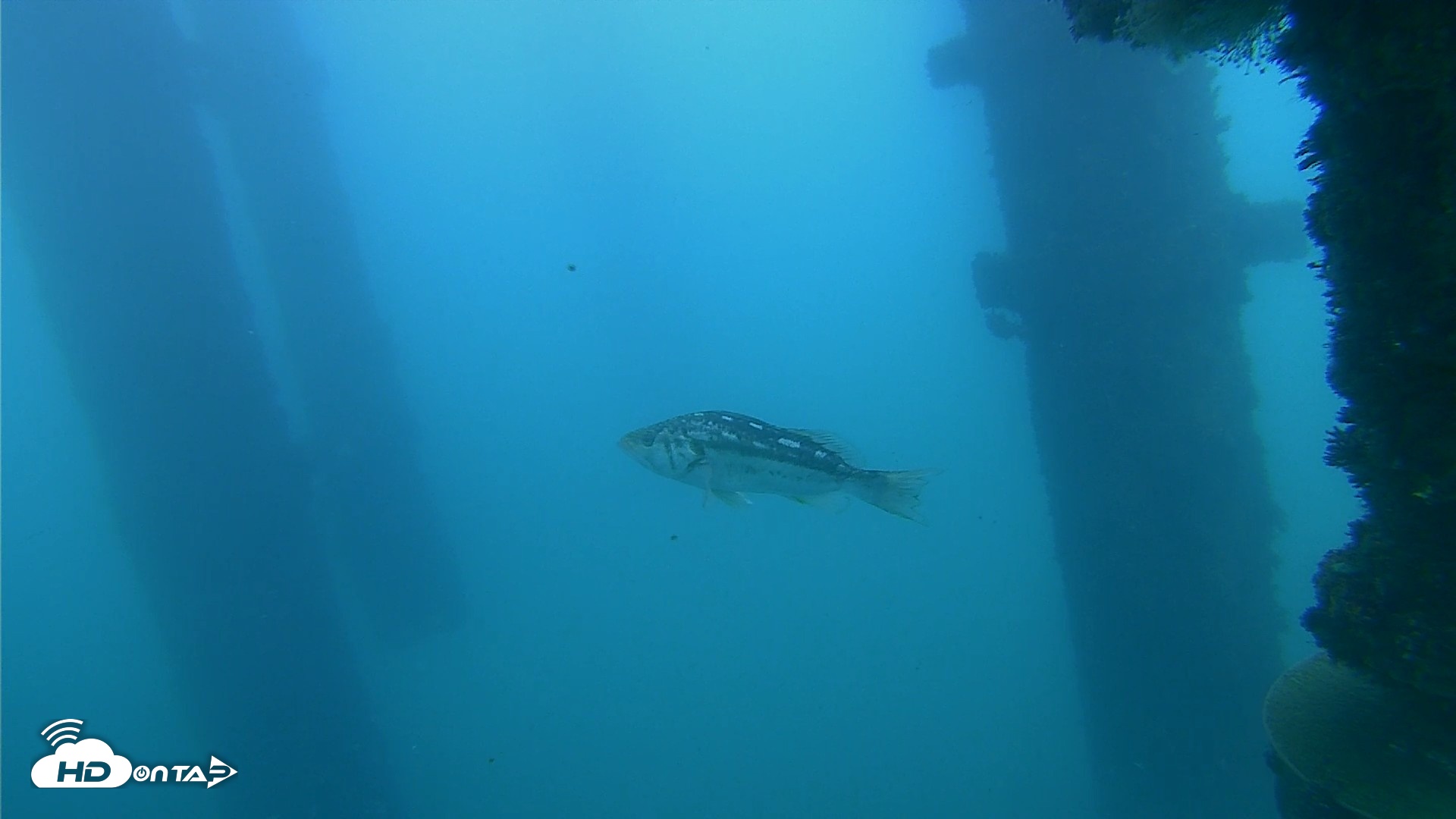 Snapshot of Scripps Pier Underwater Live Webcam taken Oct 23, 2026, 2:34pm PDT
