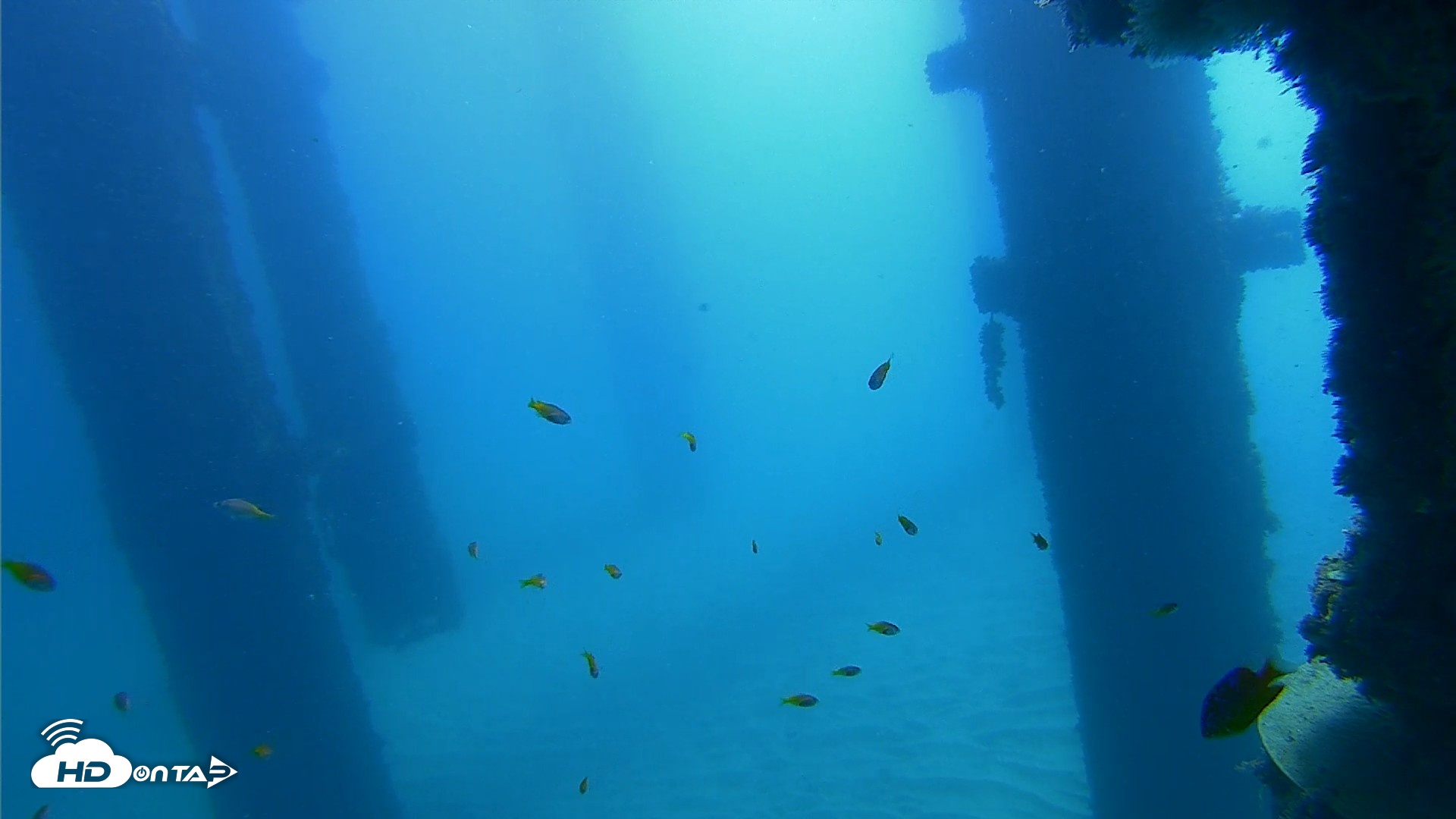Snapshot of Scripps Pier Underwater Live Webcam taken Oct 21, 2026, 10:33am PDT