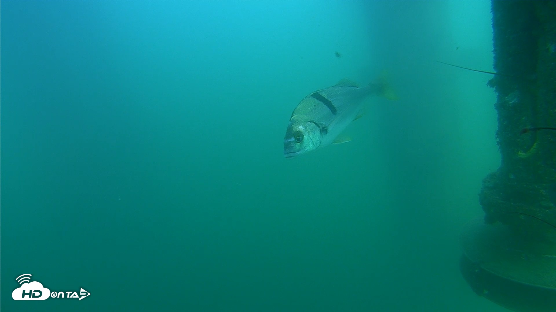 Snapshot of Scripps Pier Underwater Live Webcam taken Jul 20, 2026, 4:03pm PDT