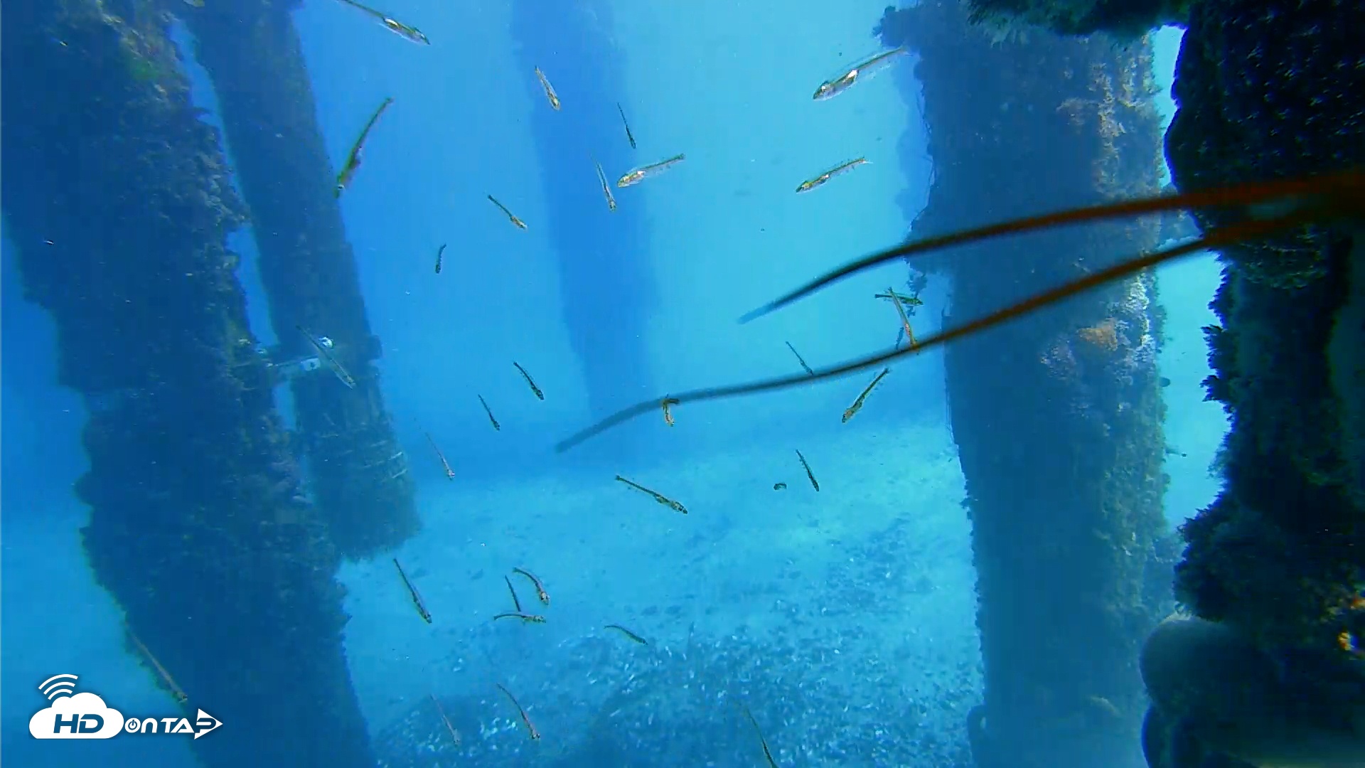 Snapshot of Scripps Pier Underwater Live Webcam taken Jan 29, 2026, 12:37pm PST