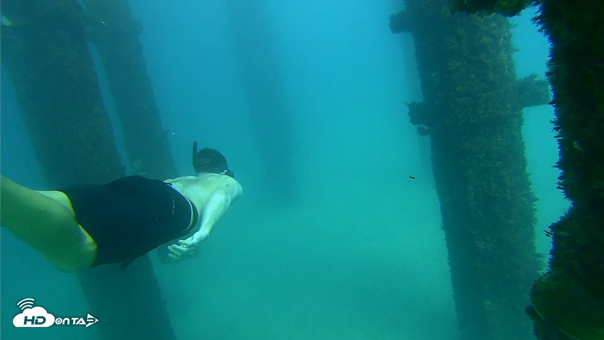 Snapshot of Scripps Pier Underwater Live Webcam taken Sep 24, 2026, 2:57pm PDT