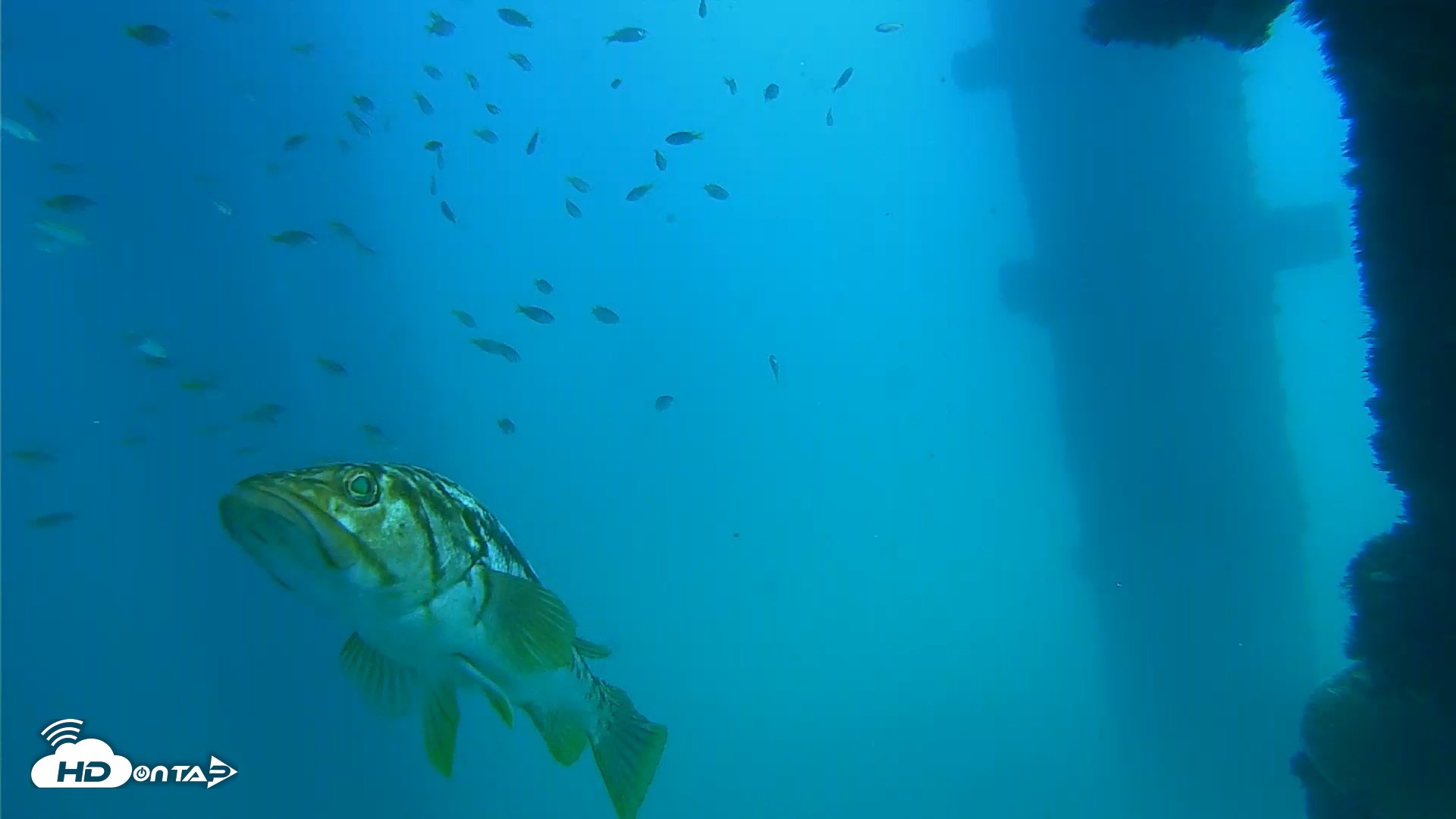 Snapshot of Scripps Pier Underwater Live Webcam taken Sep 15, 2026, 1:24pm PDT