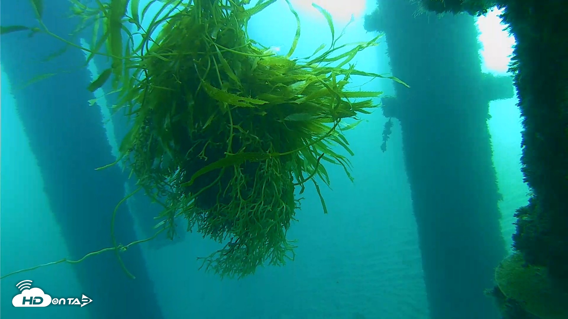 Snapshot of Scripps Pier Underwater Live Webcam taken Oct 5, 2026, 7:44am PDT