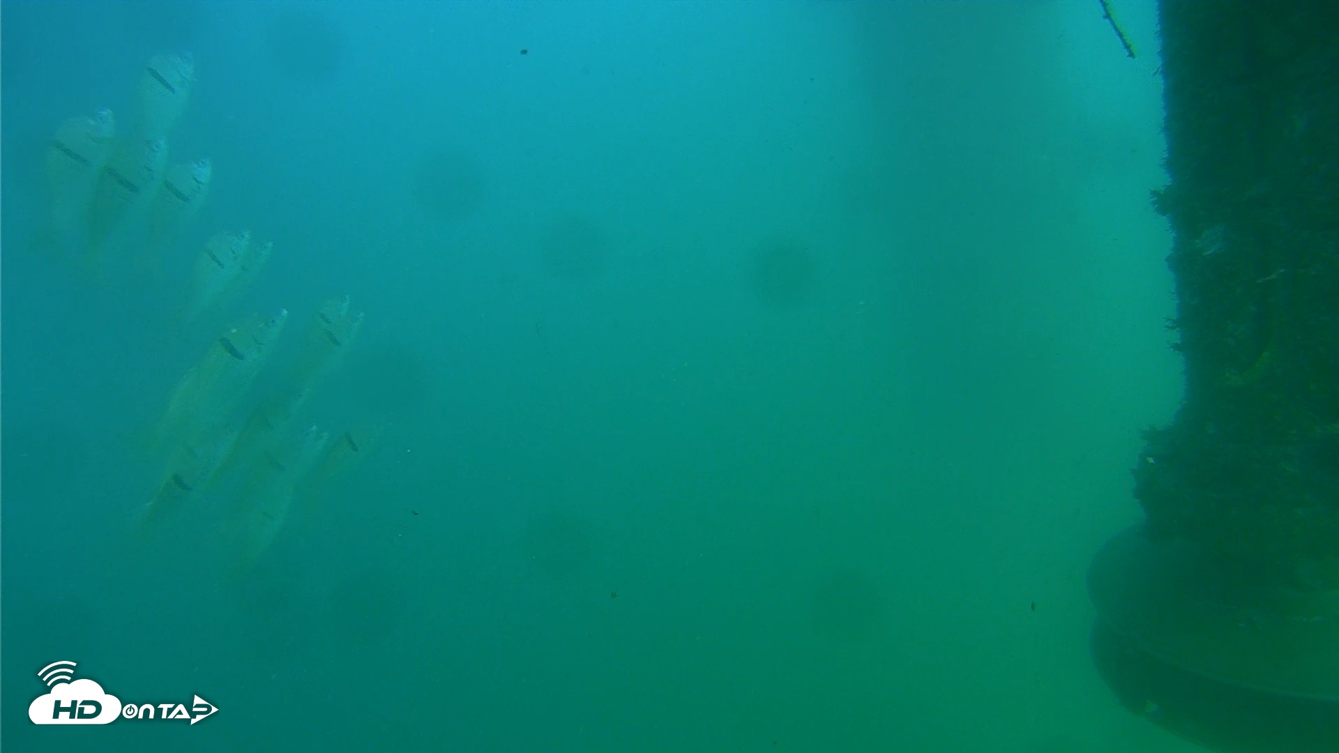 Snapshot of Scripps Pier Underwater Live Webcam taken Jul 27, 2026, 5:07pm PDT