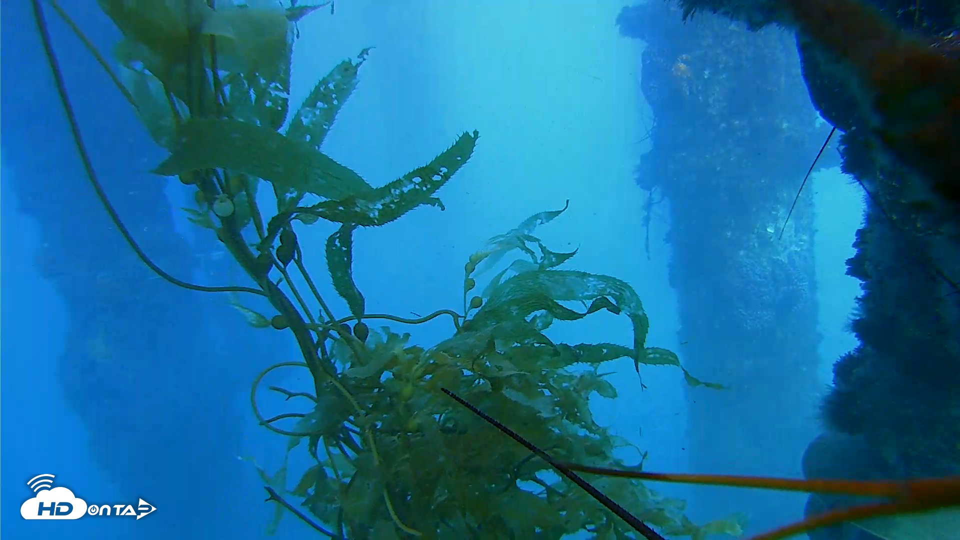 Snapshot of Scripps Pier Underwater Live Webcam taken Feb 6, 2026, 4:10pm PST