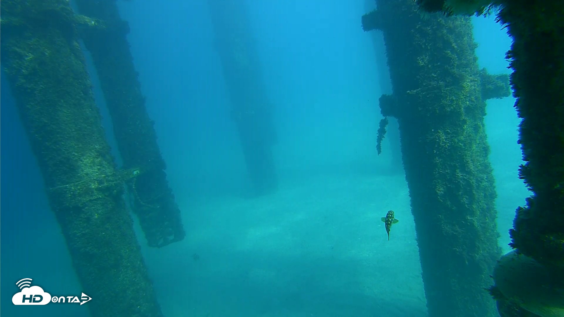 Snapshot of Scripps Pier Underwater Live Webcam taken Oct 16, 2026, 2:23pm PDT