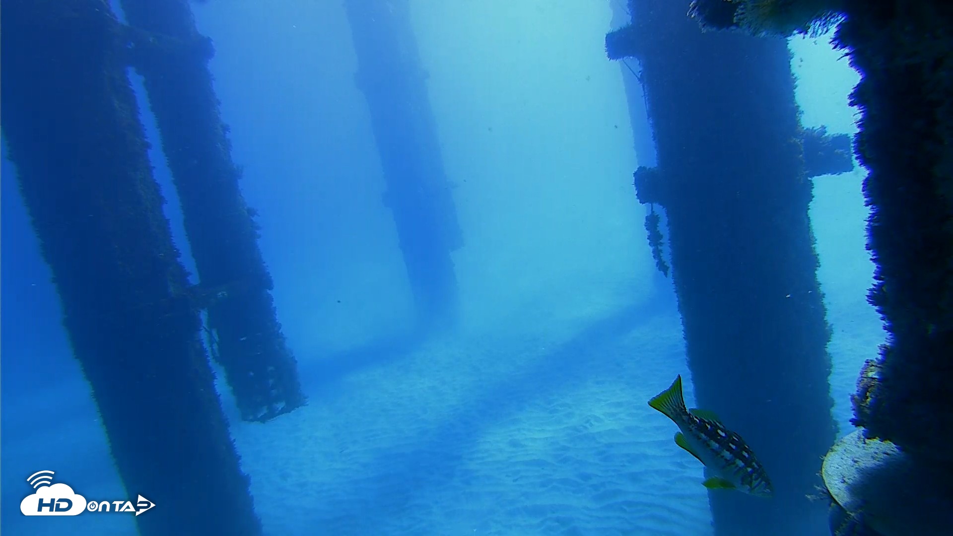 Snapshot of Scripps Pier Underwater Live Webcam taken Oct 19, 2026, 10:34am PDT