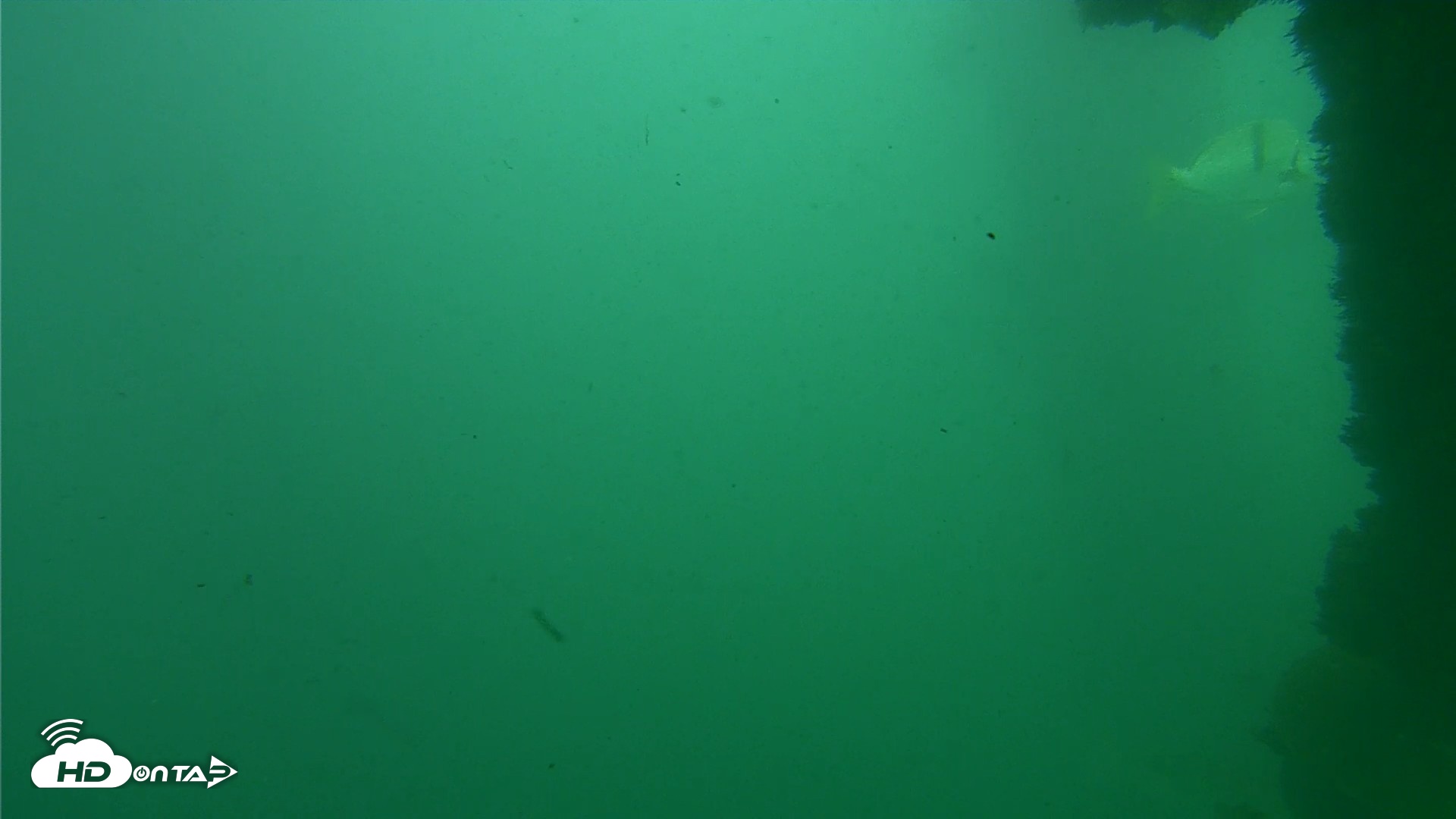 Snapshot of Scripps Pier Underwater Live Webcam taken Oct 12, 2026, 3:20pm PDT