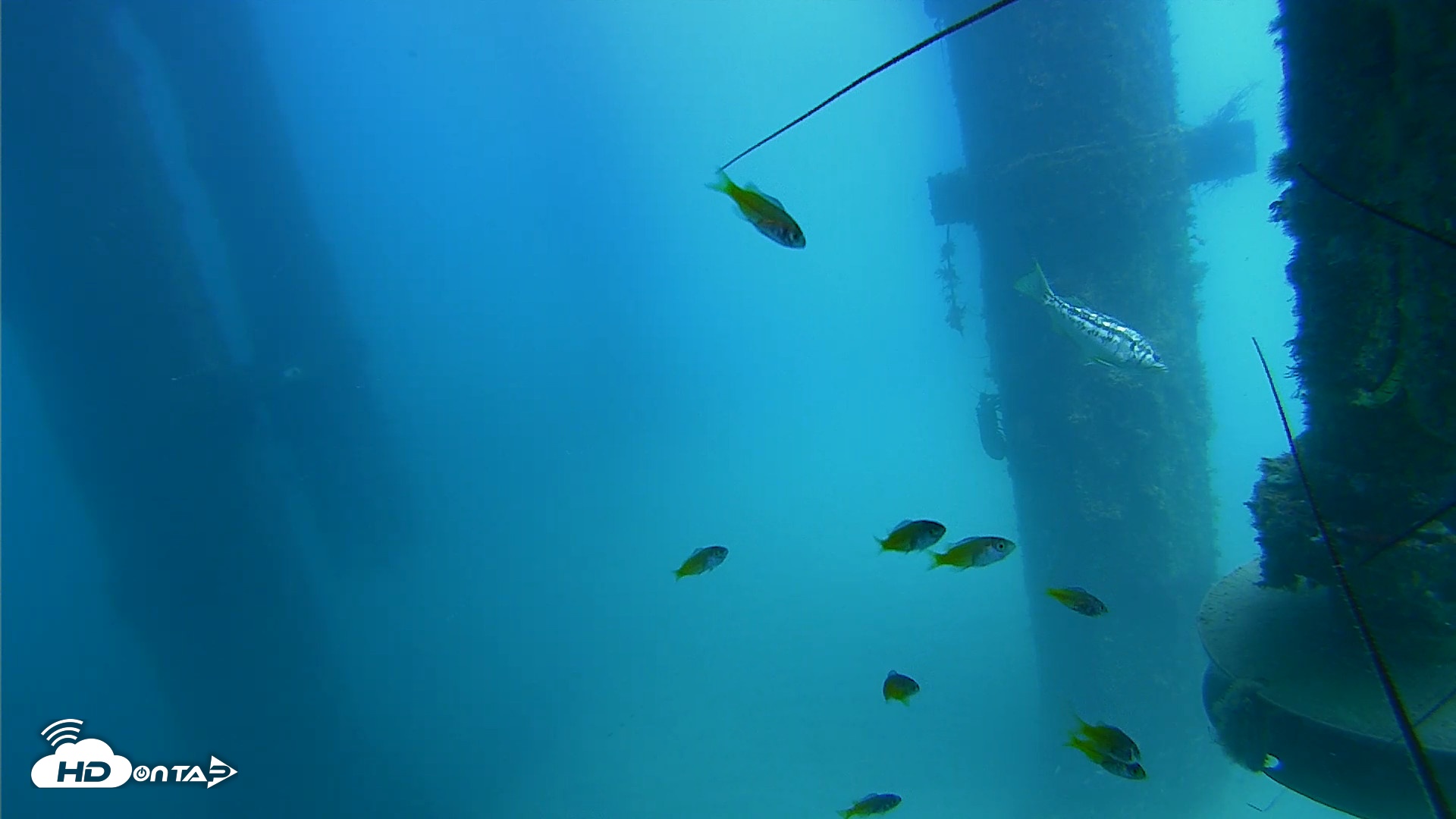 Snapshot of Scripps Pier Underwater Live Webcam taken Aug 6, 2026, 1:52pm PDT